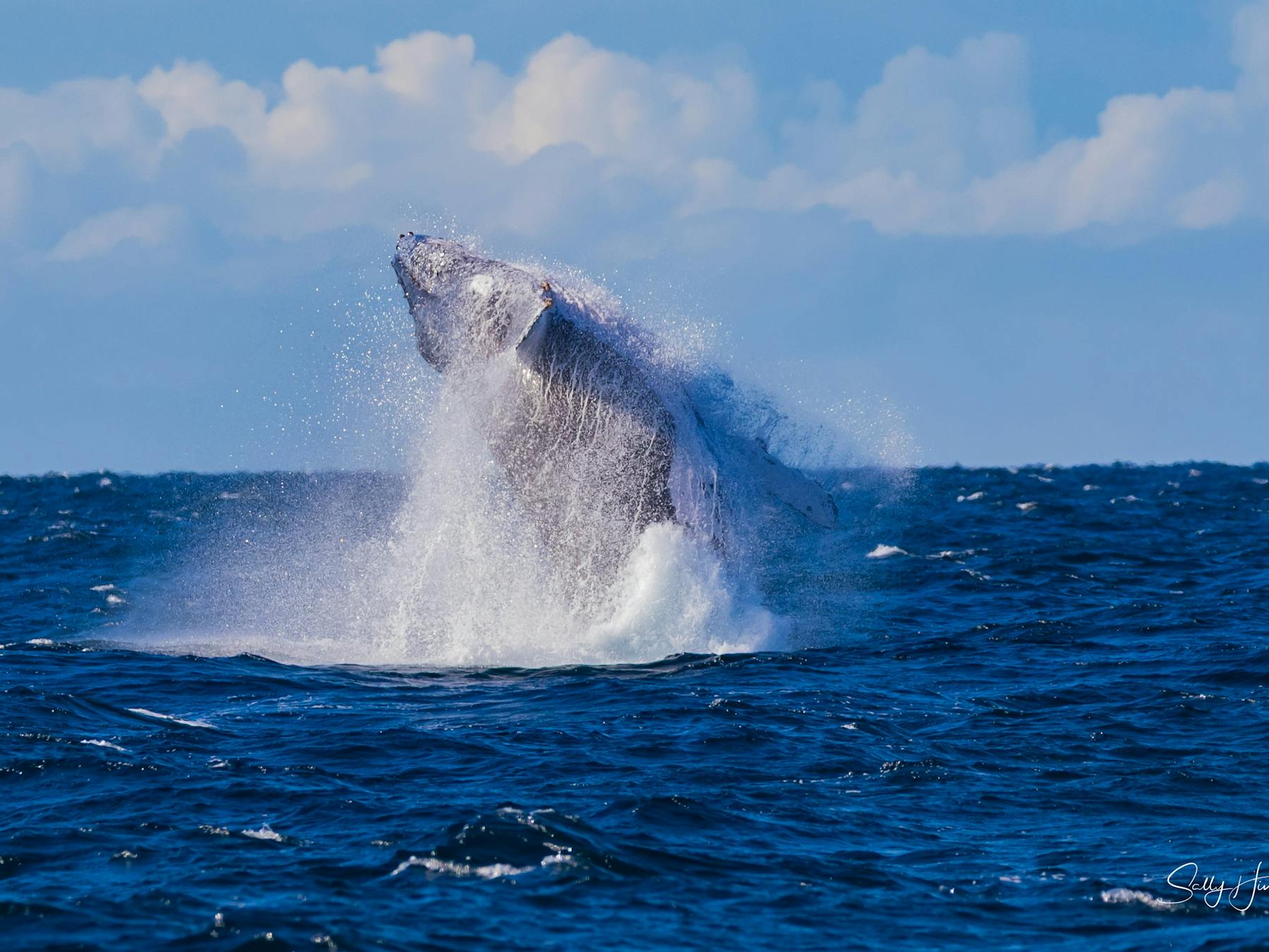 wacthing these massive whales breach is an unforgettable moment