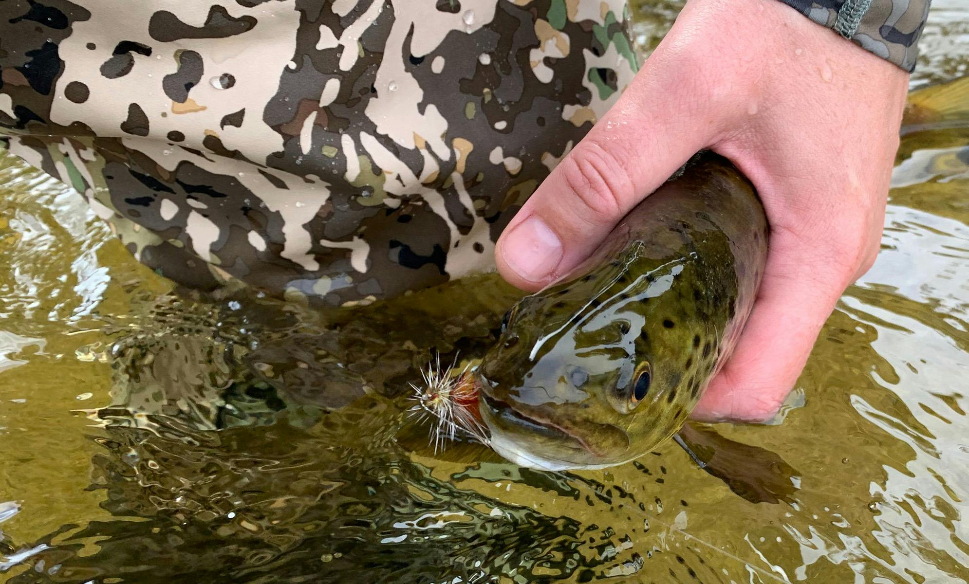 A brown trout being held in the water with an artificial fly in its mouth