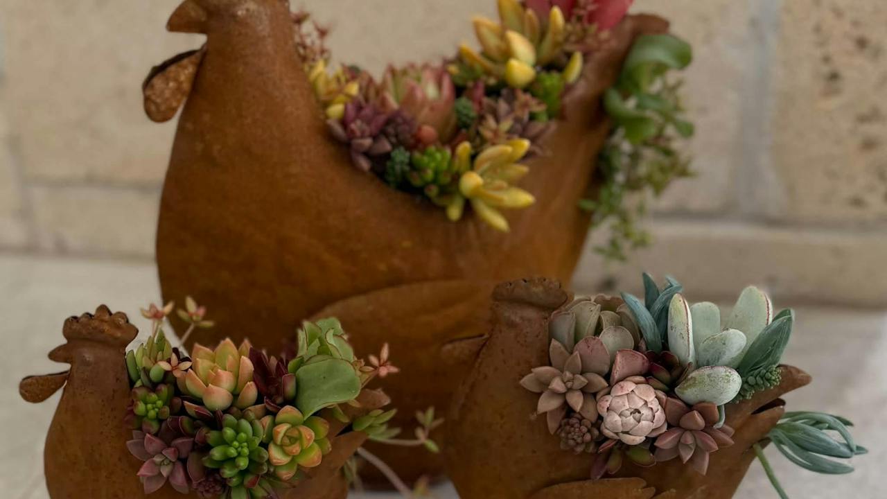 Succulents in Rusty Tin Chickens