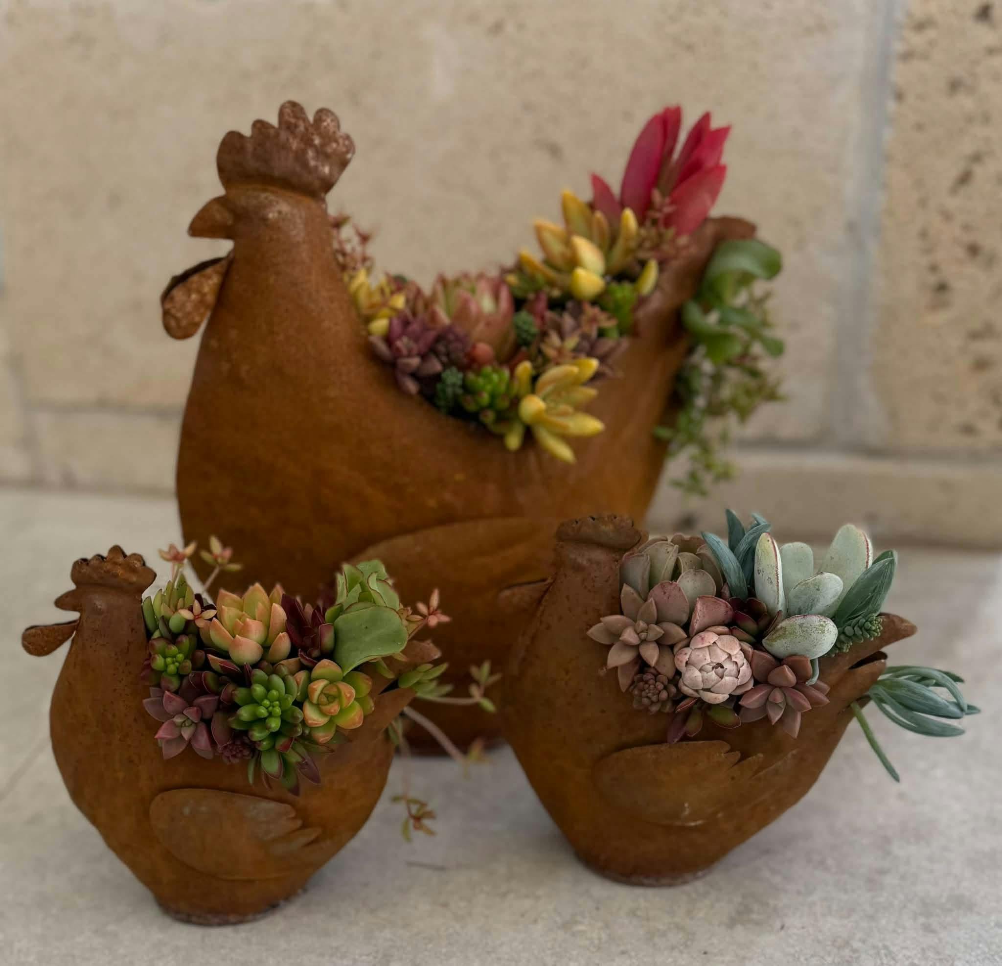 Succulents in Rusted tin Chicken