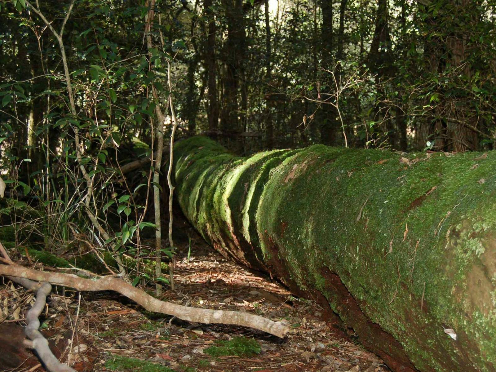 Baumsturz, Watagan-Nationalpark