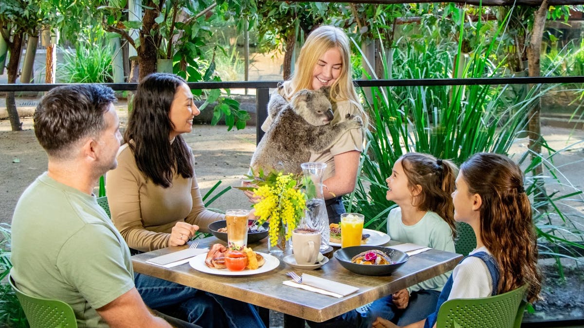 A family enjoying breakfast while a wildlife keeper holding a koala stands right next to them.
