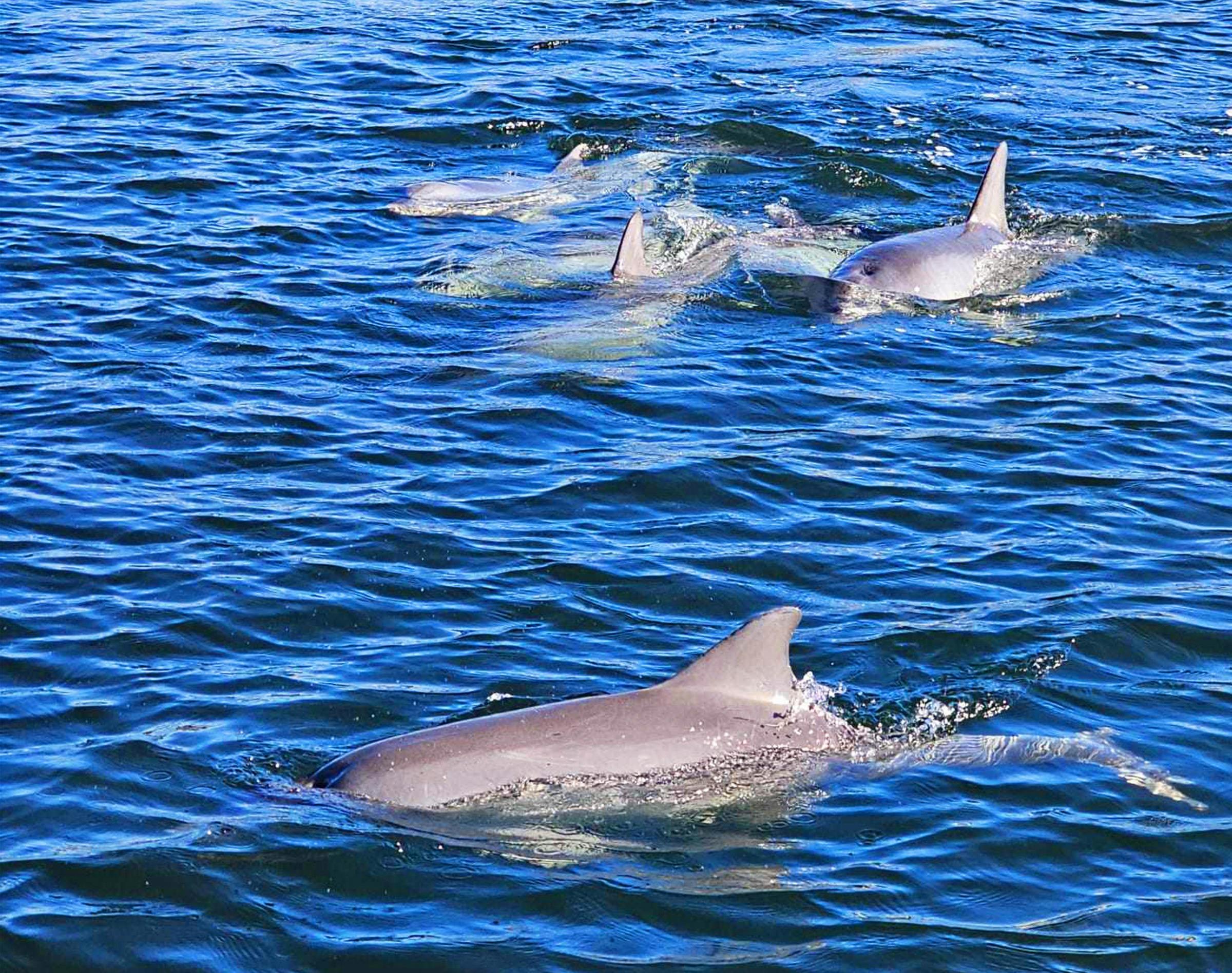 90 Minute Dolphin and Ships Graveyard Cruise