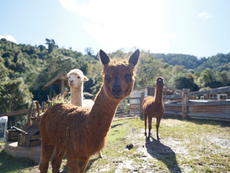 Come and meet the squad of Alpacas