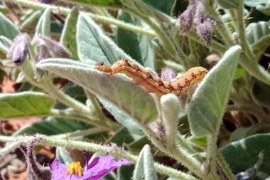 Tracks & Trails - East MacDonnell Ranges