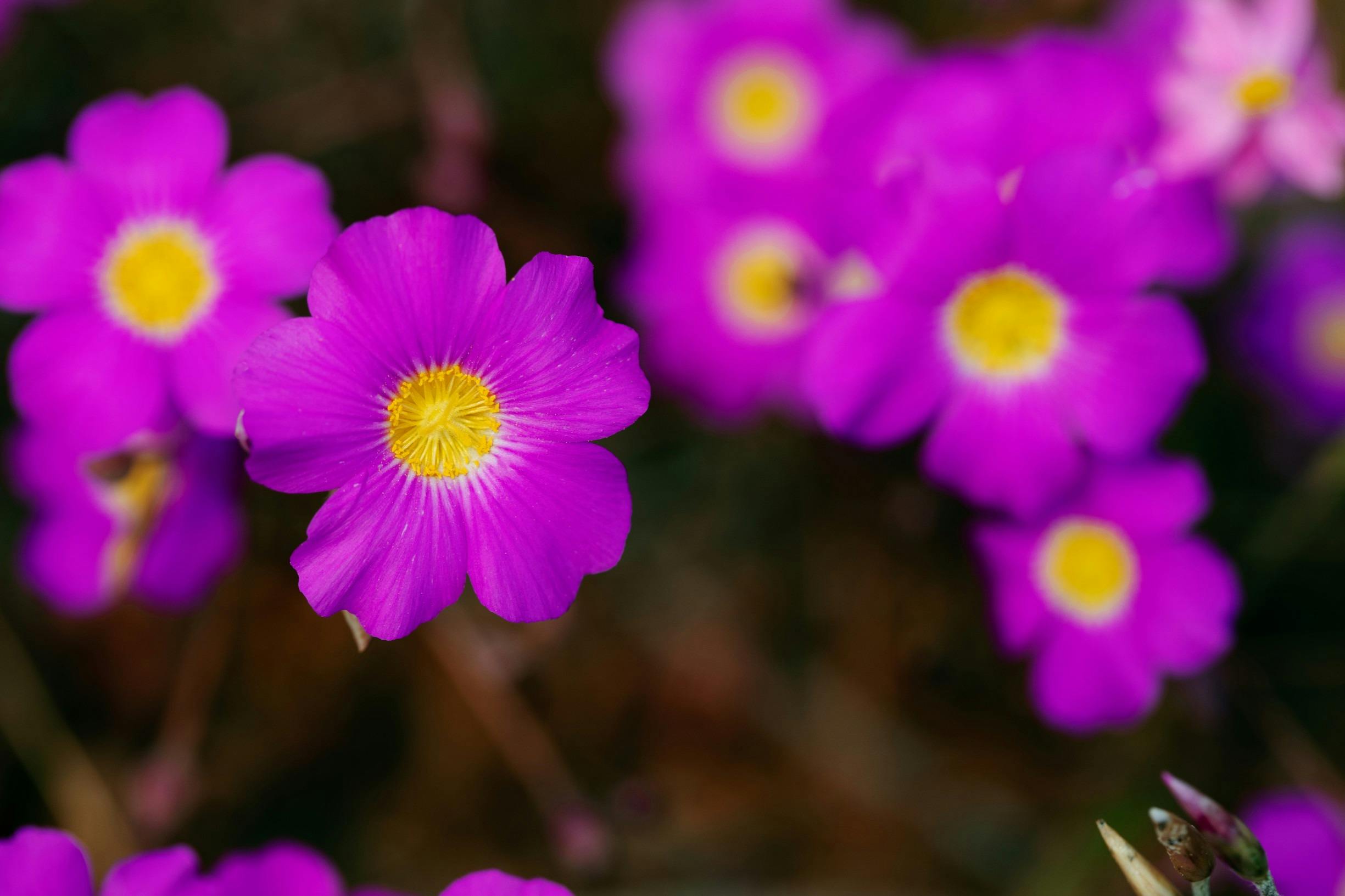 Northern Explorer Wildflower Trail, Western Australia