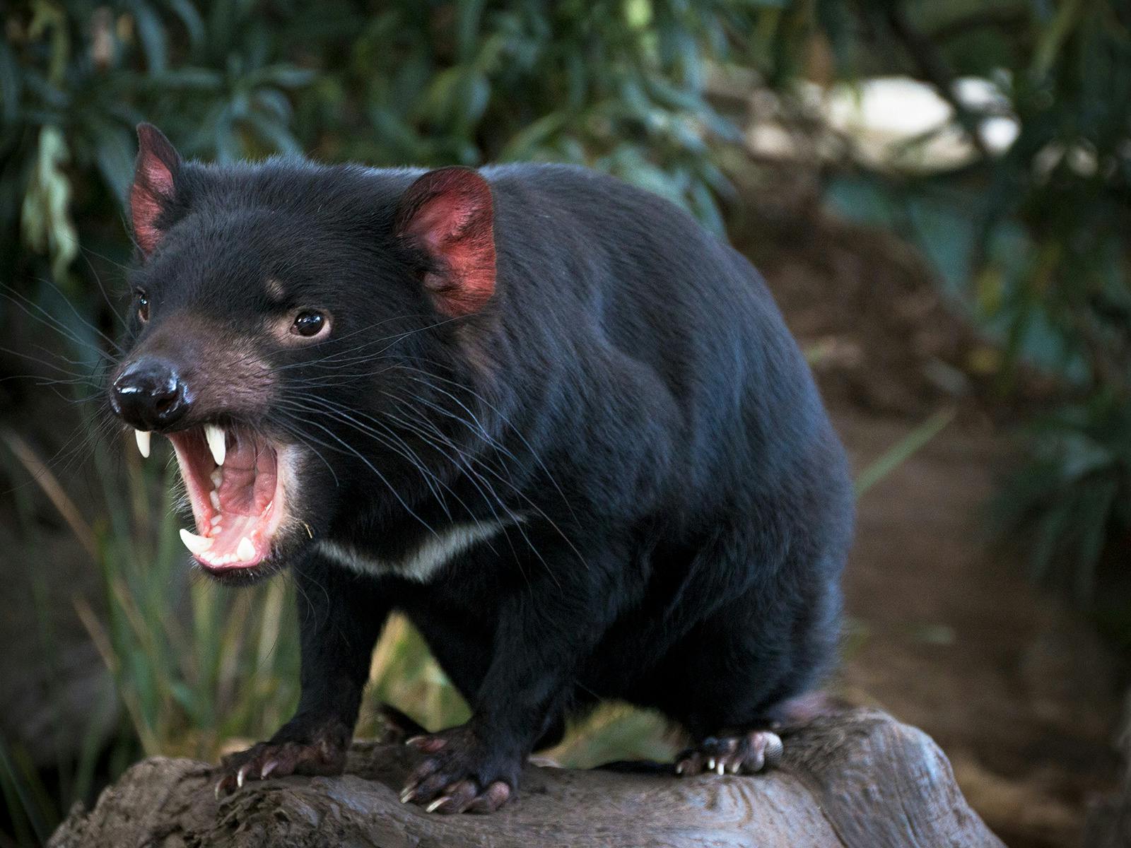 Tasmanian Devil Bonorong Wildlife Park