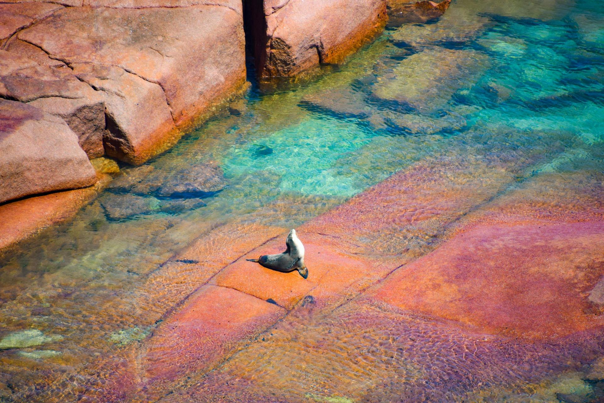 Seal lions colony
