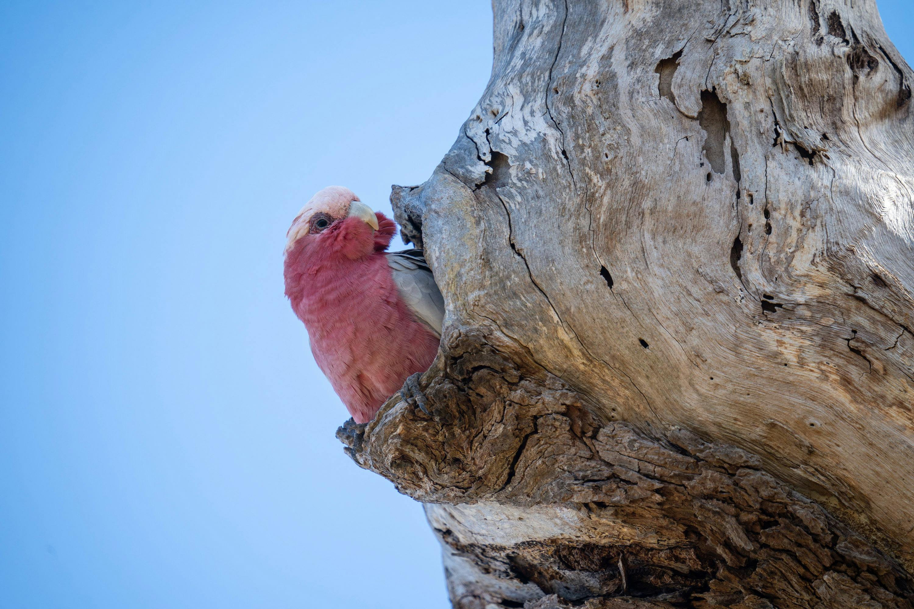 Port Lincoln Mikkira Station Wild Koala Safari Tour