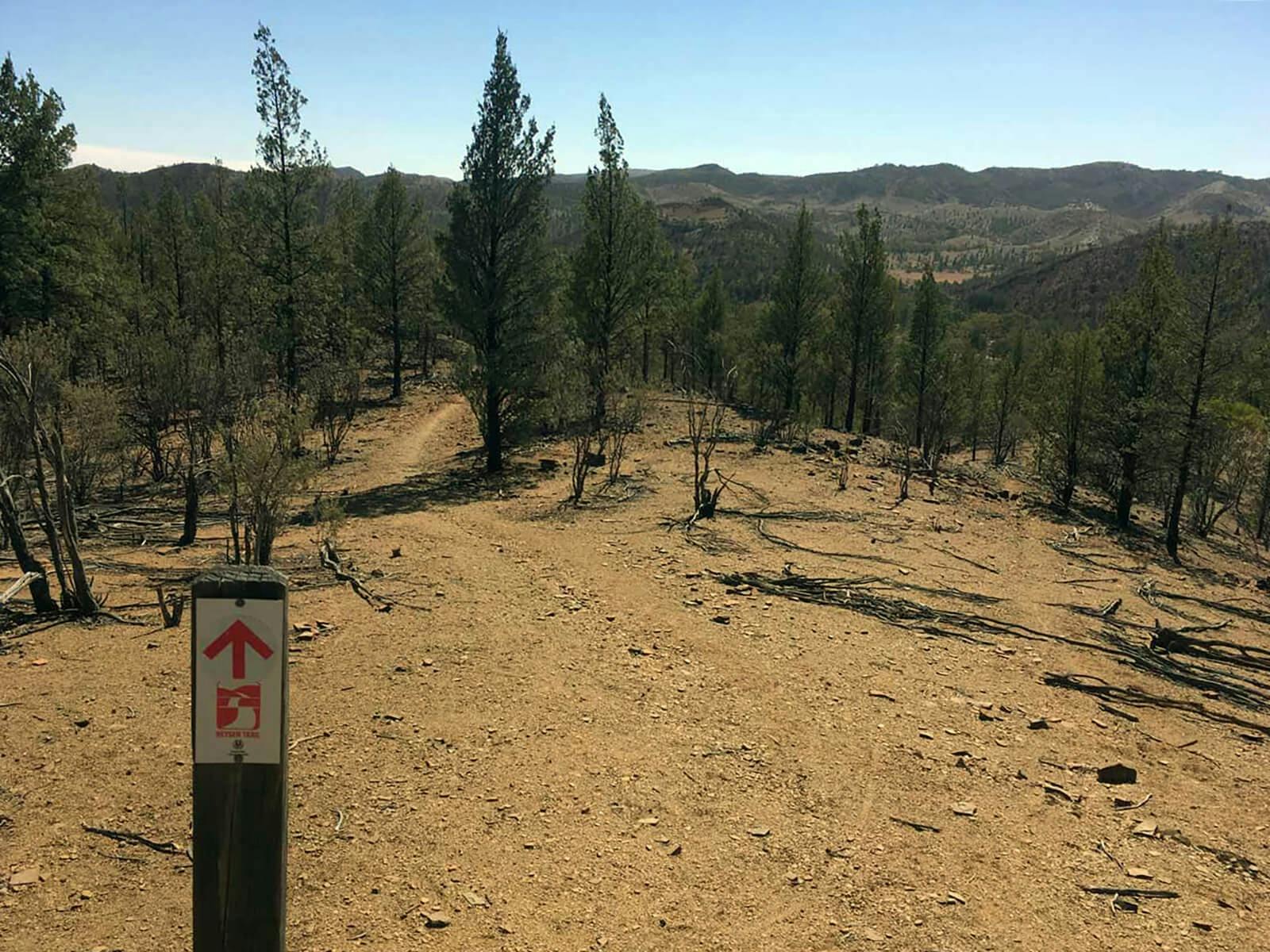 Heysen-Trail-Walks-pines