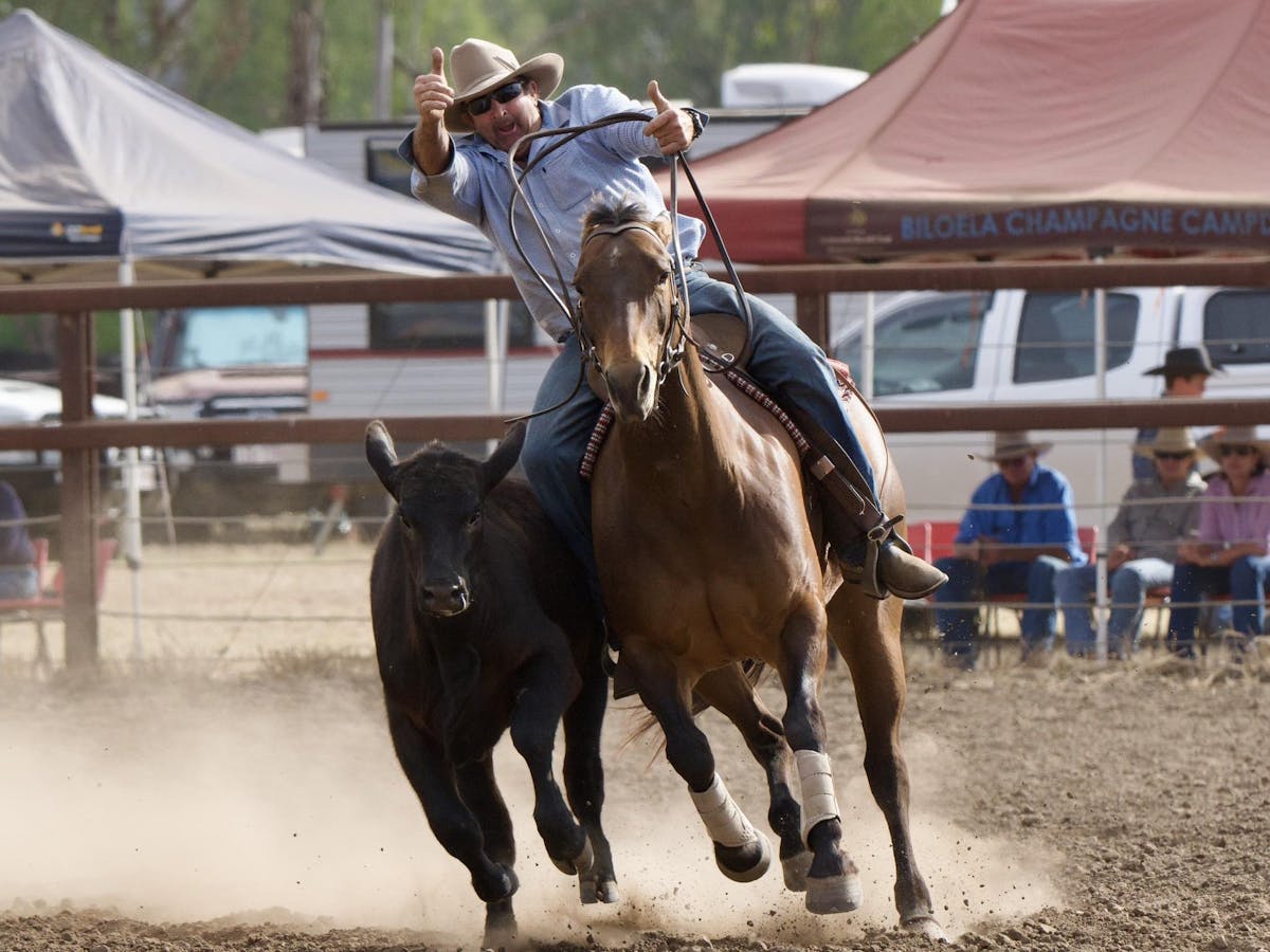 Jambin Champagne Campdraft - photo credit ASHJO Photography
