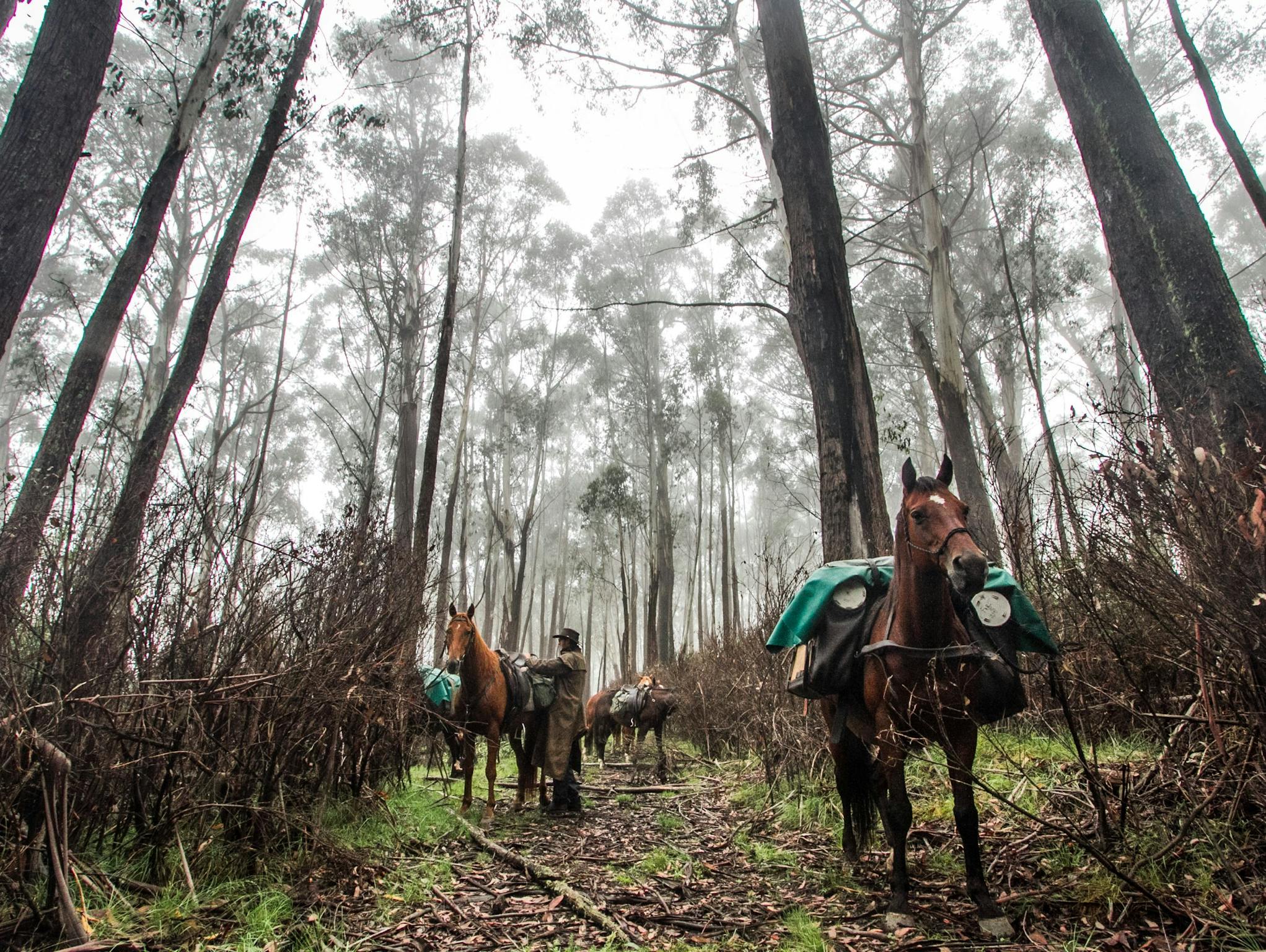 The Long Spur onto Mount Bogong