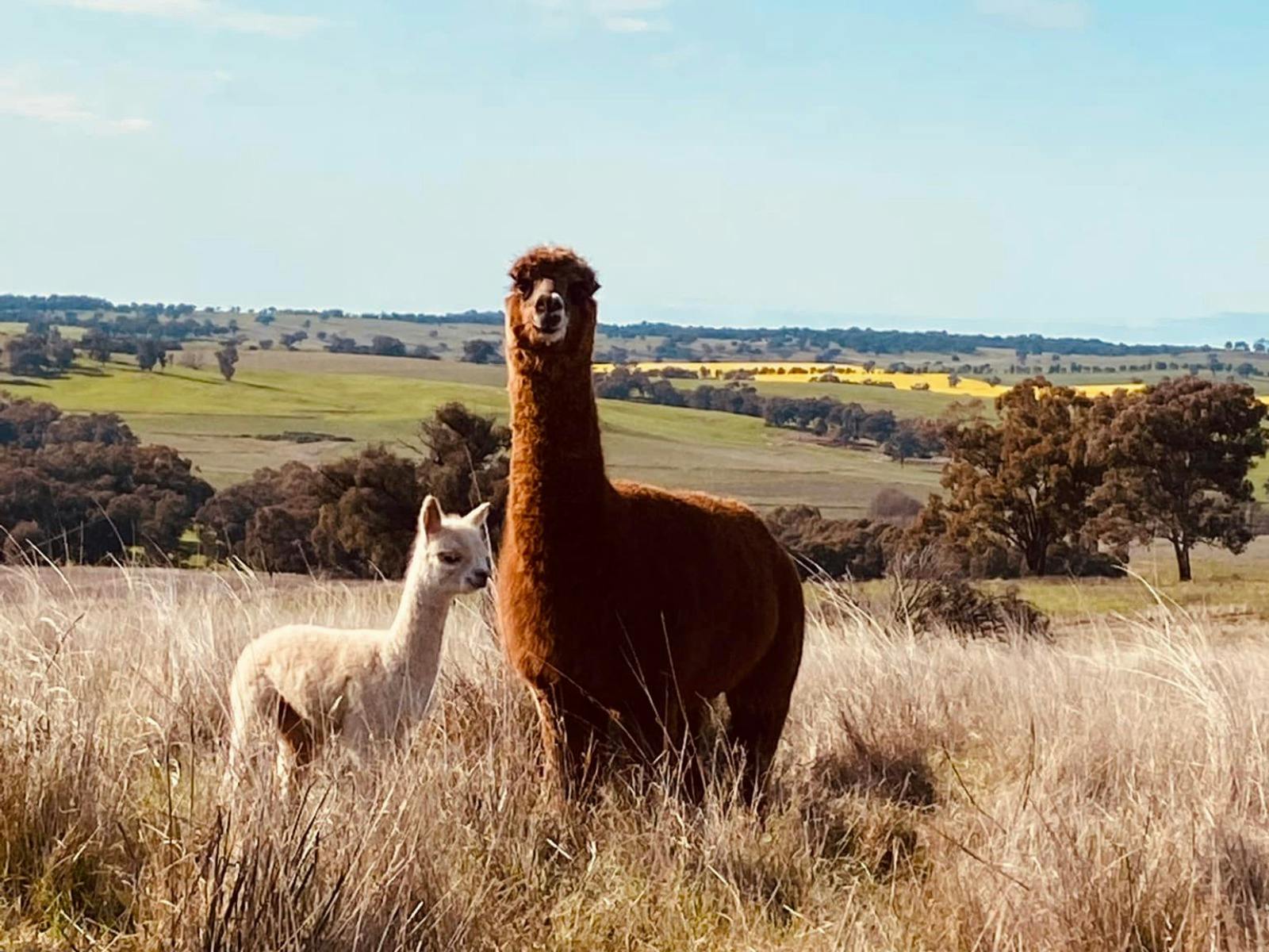 Glen Donald Estate Farm Tour