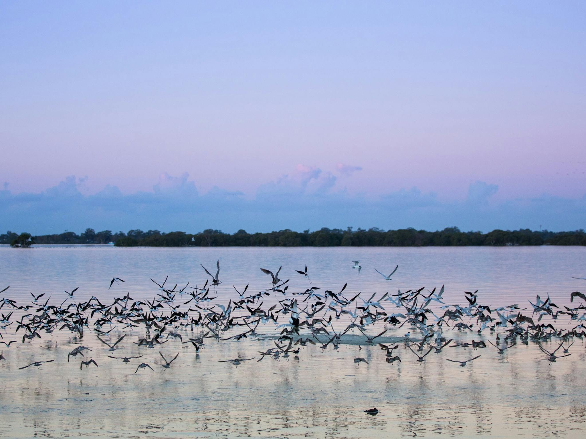 Toorbul Beach Birds on Sunset Bribie Island Moreton Bay Region Toorbul Beach Birds on Sunset Bribie Island Moreton Bay Region