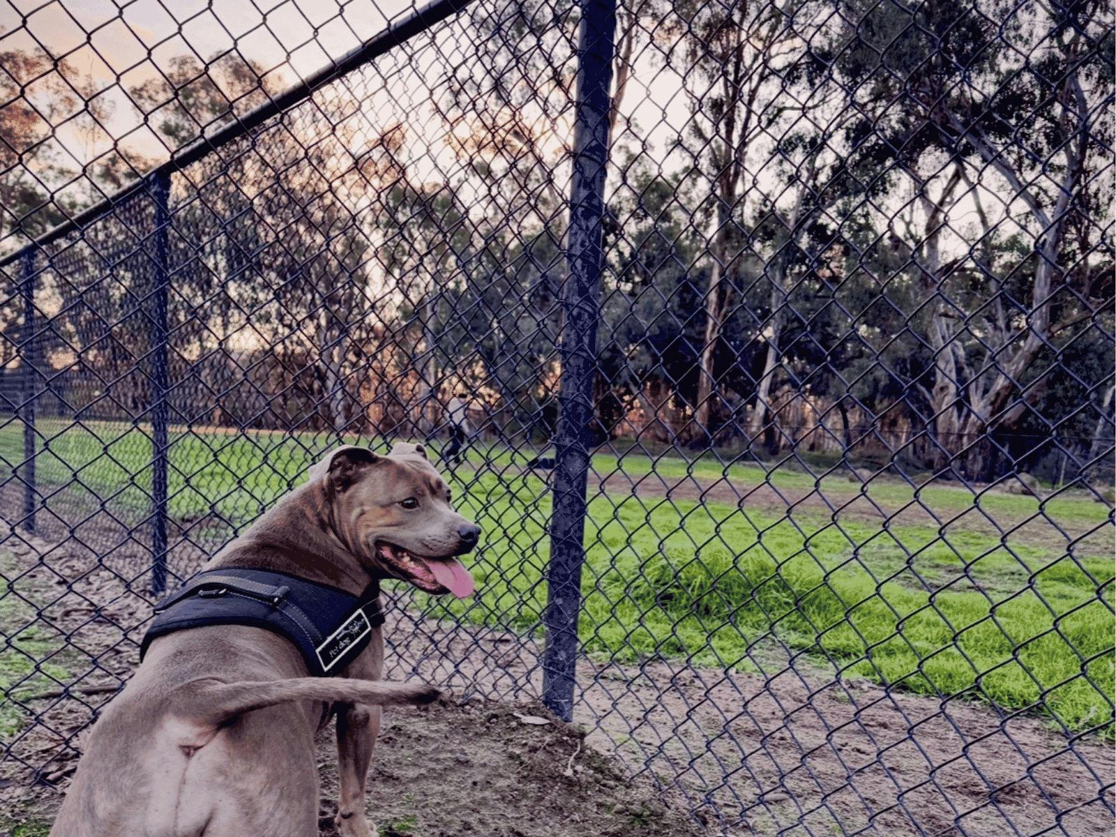 Edward River Oval and  Off-Leash Dog Park