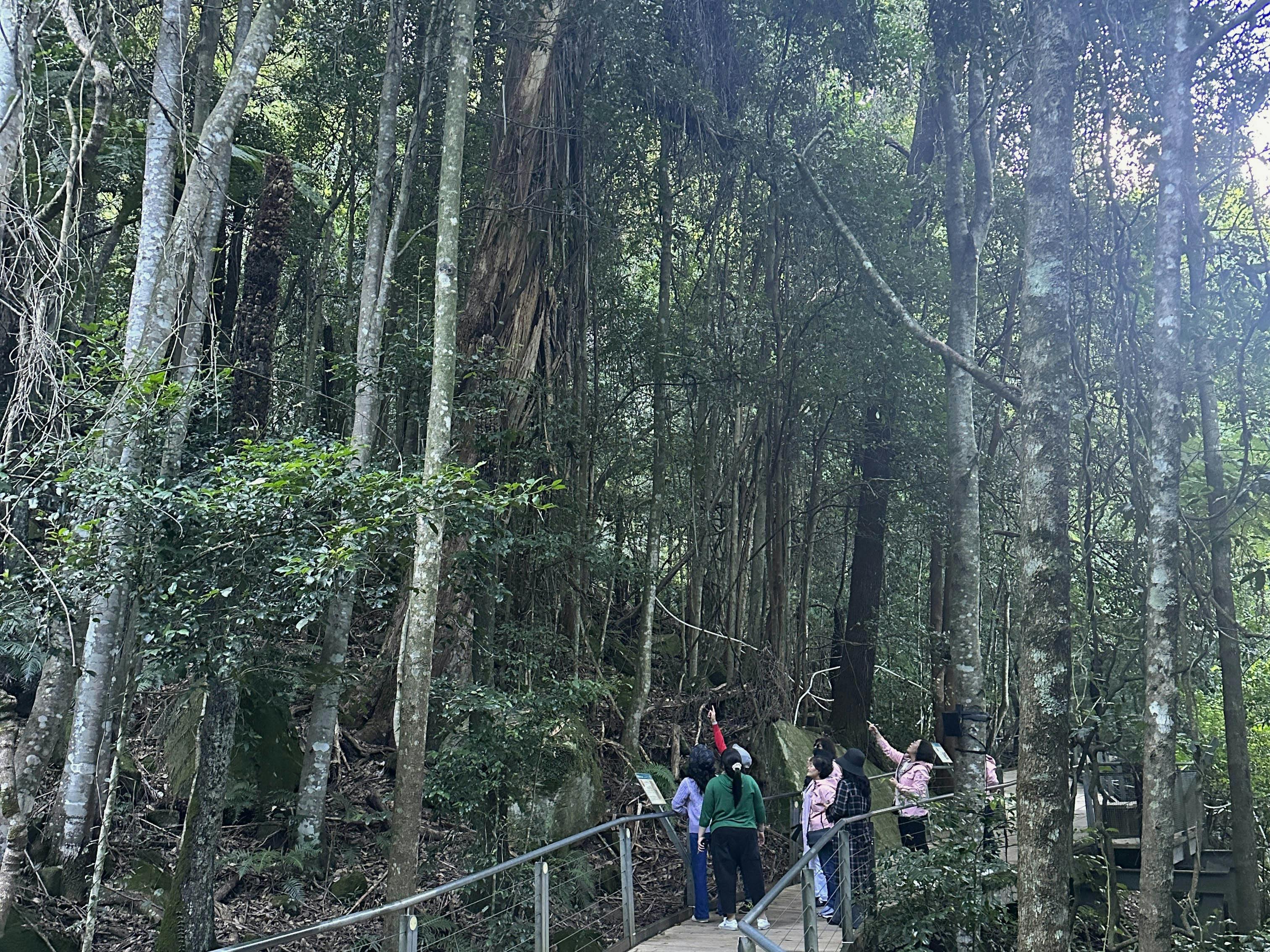 Embark on a guided walk through an ancient rainforest