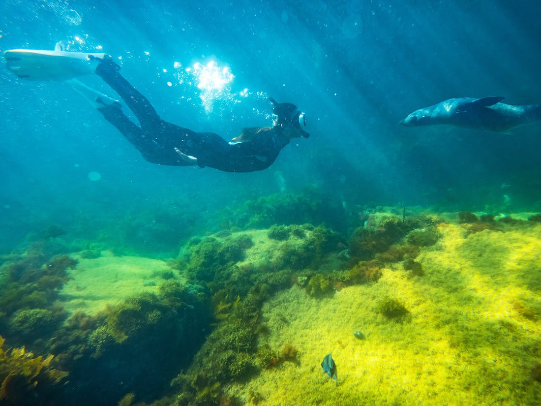 2-Hour Swim with Dolphin, Seal and Coastal Snorkelling, Tour Serv...