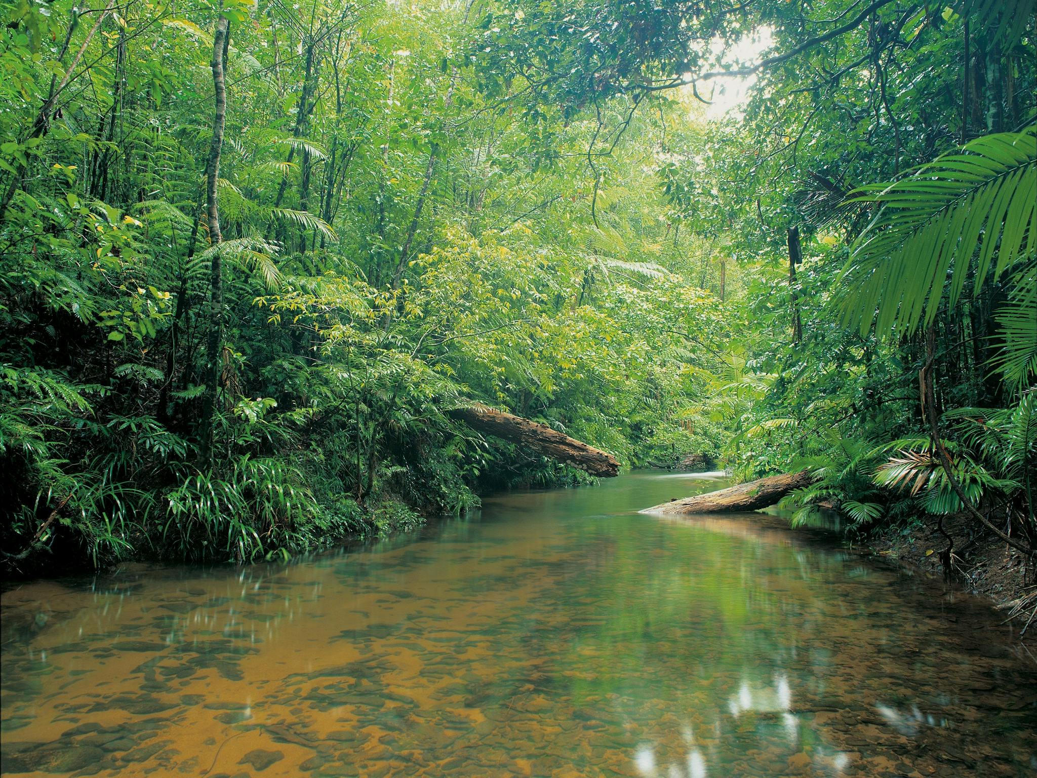 Picturesque rainfortest creek, Djiru National Park