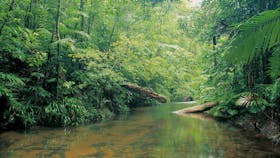 Djiru National Park