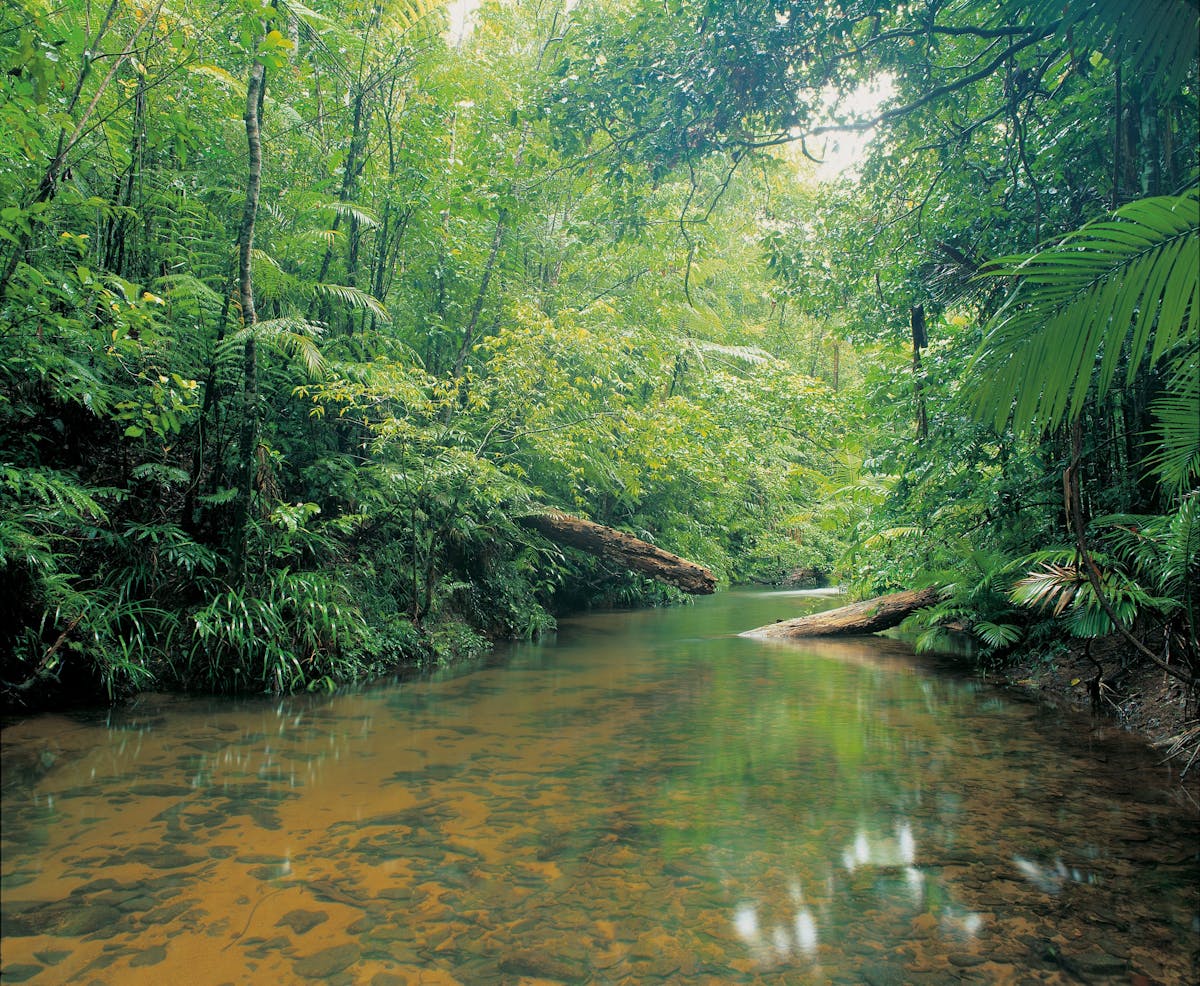 Picturesque rainfortest creek, Djiru National Park