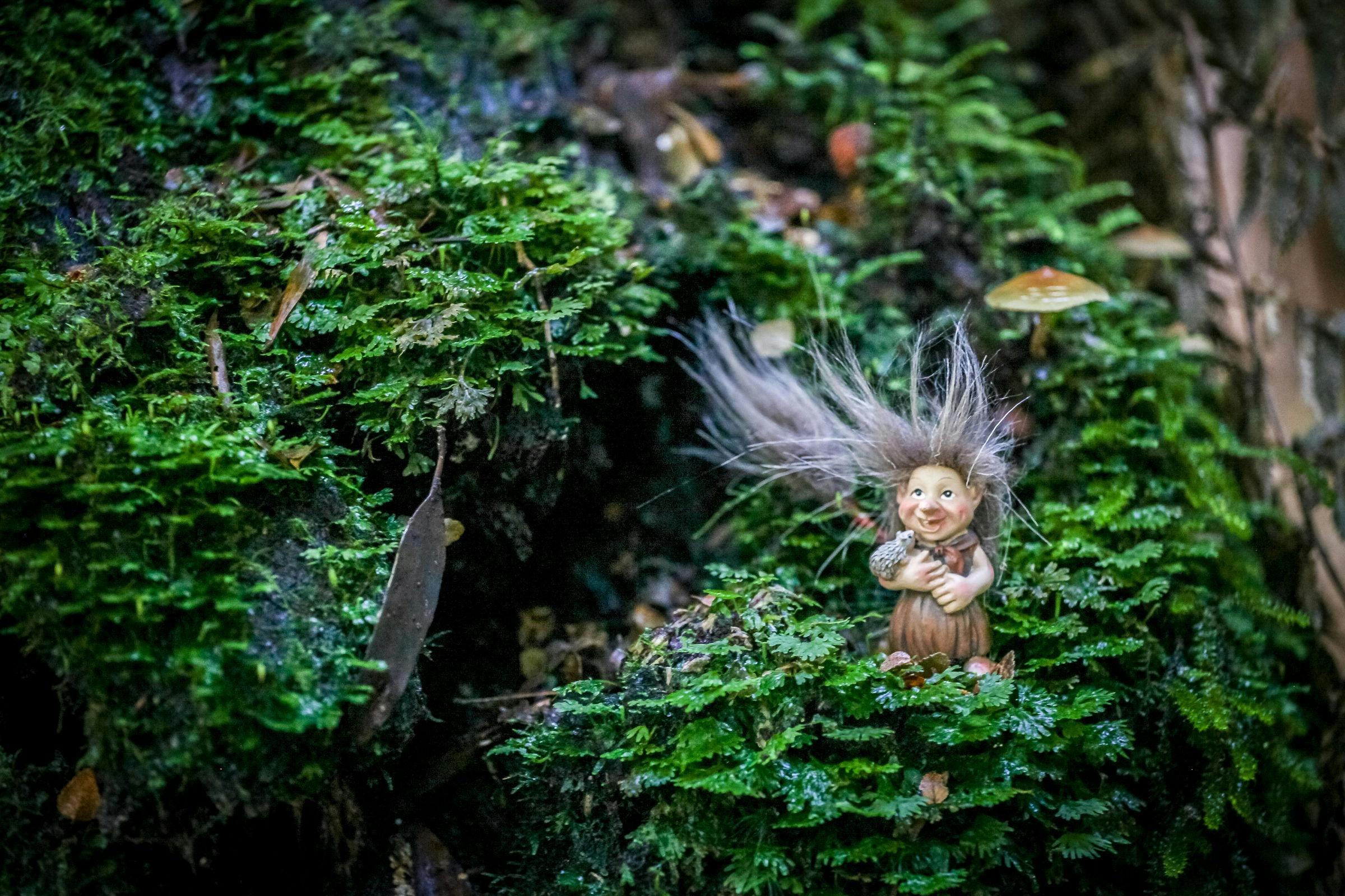 Trolls in the forest