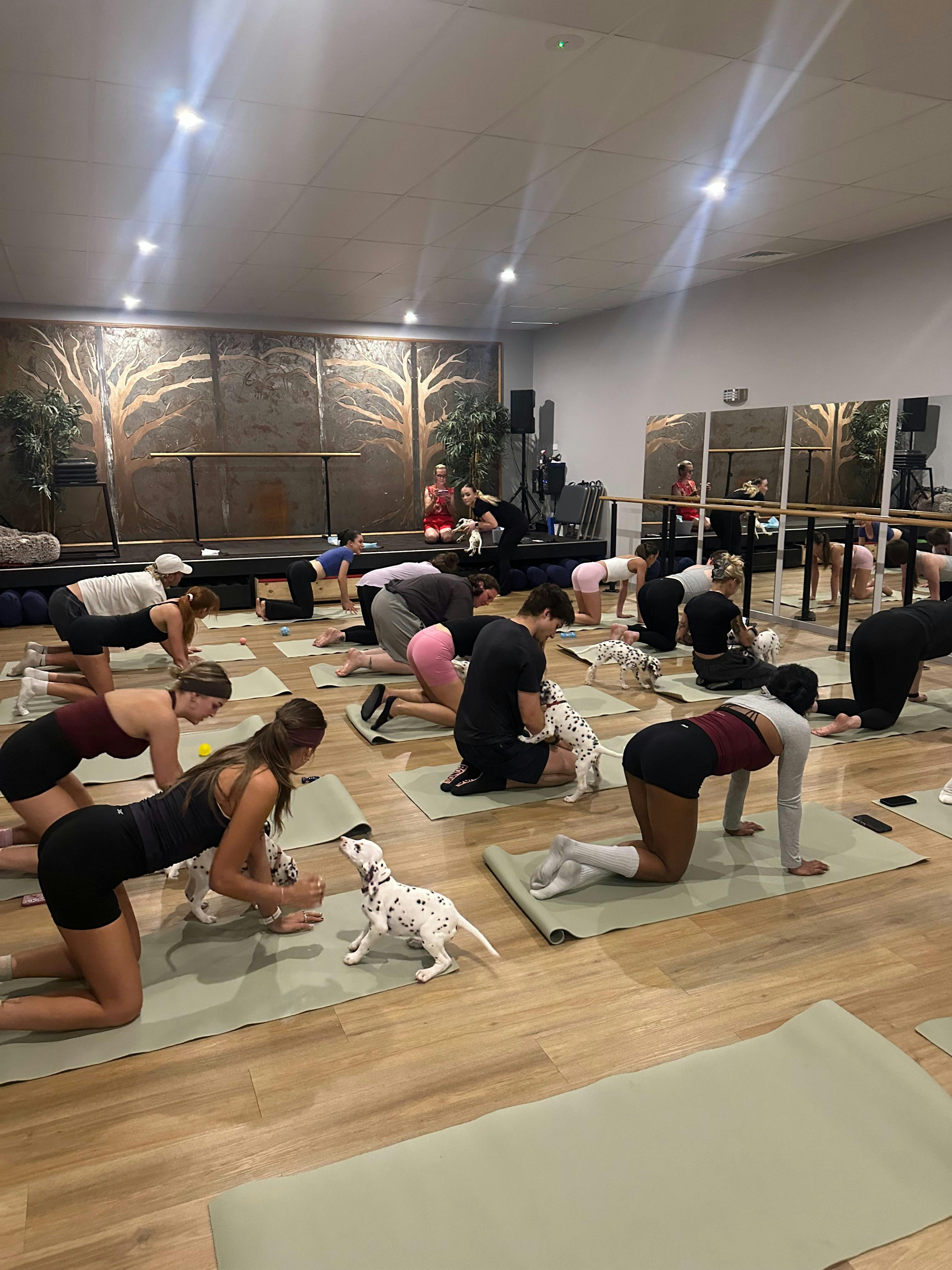 Ballarat Cocker Spaniel Puppy Yoga Class