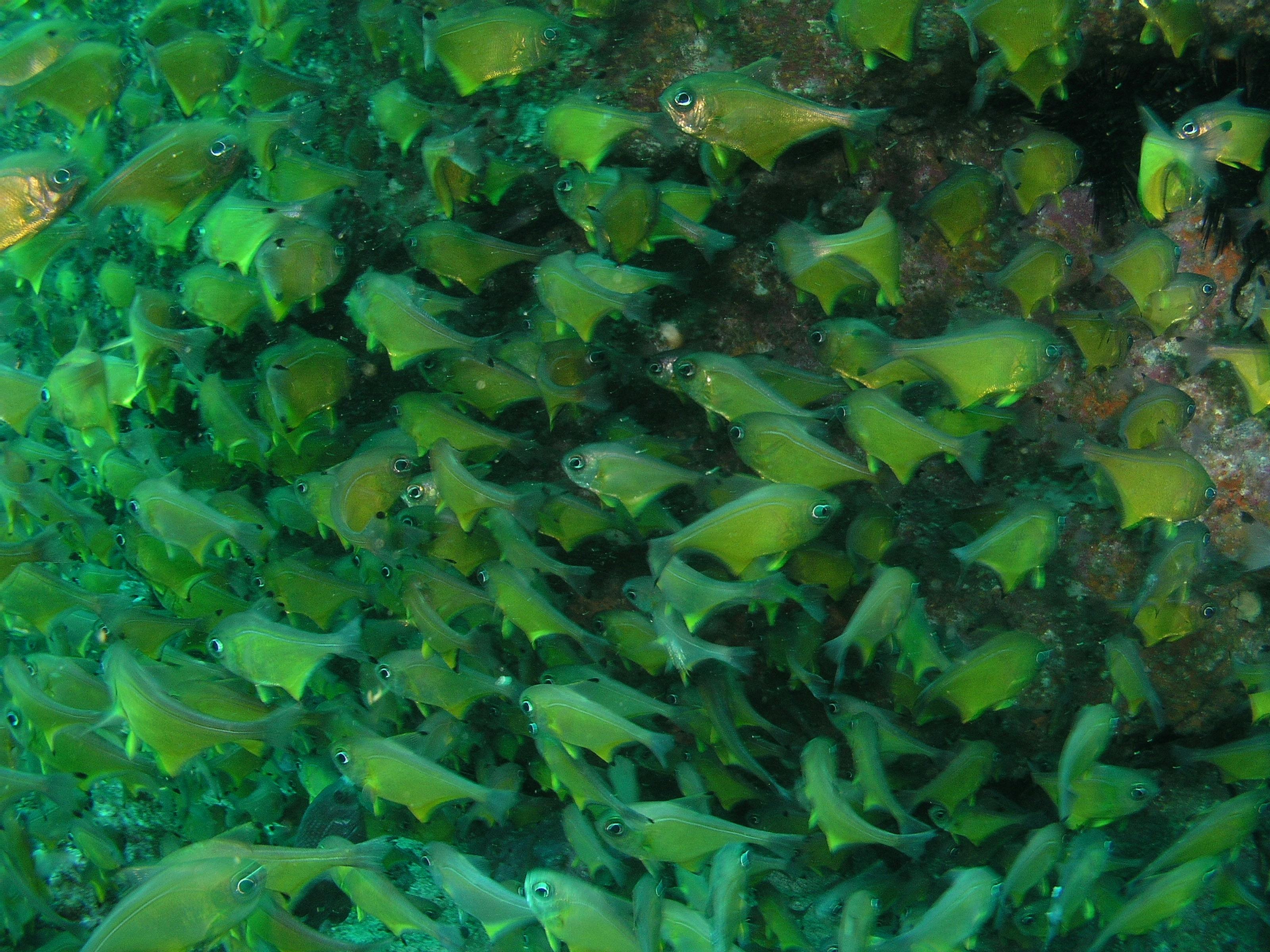 Large school of fish