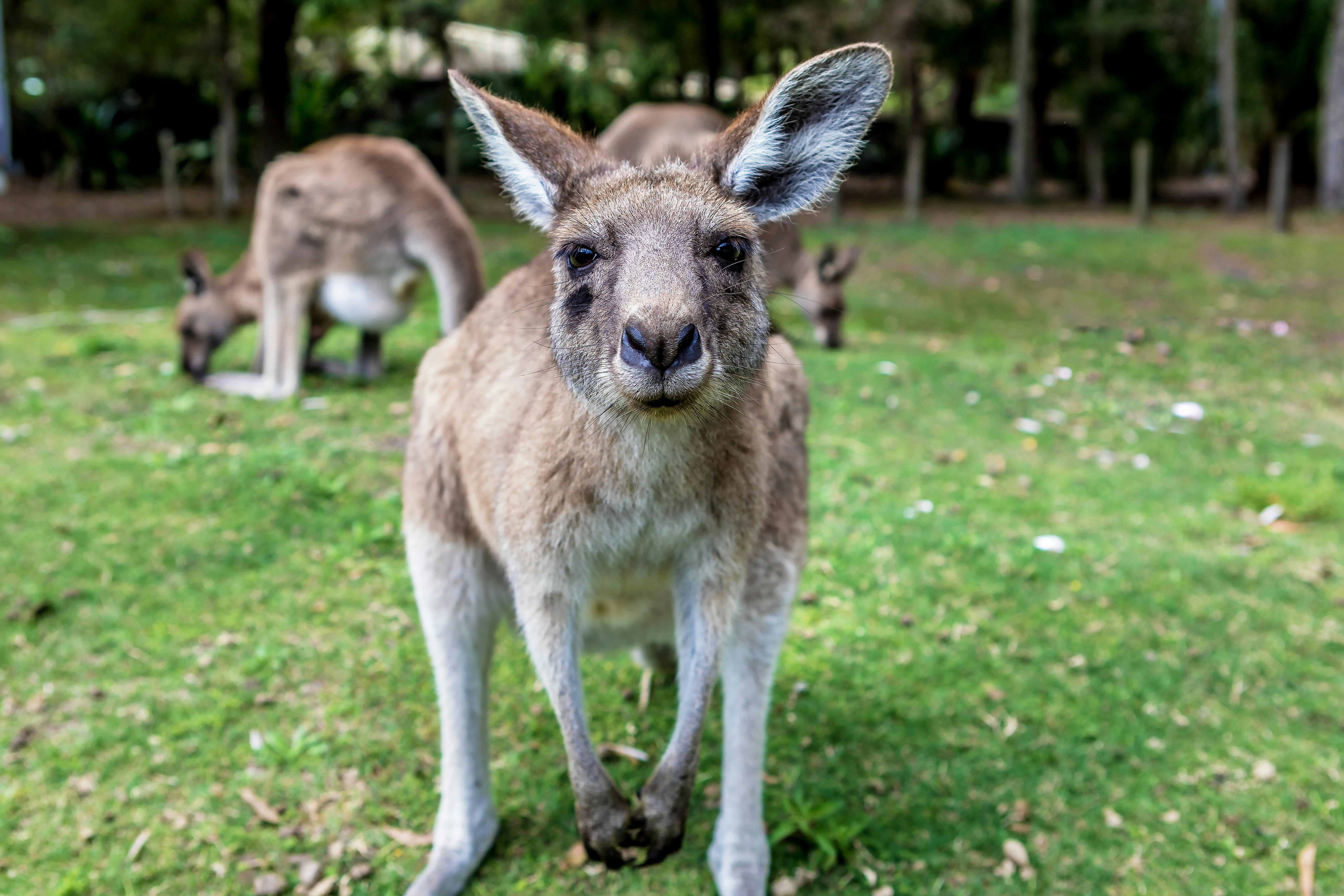 Kangaroo looking toward the camera