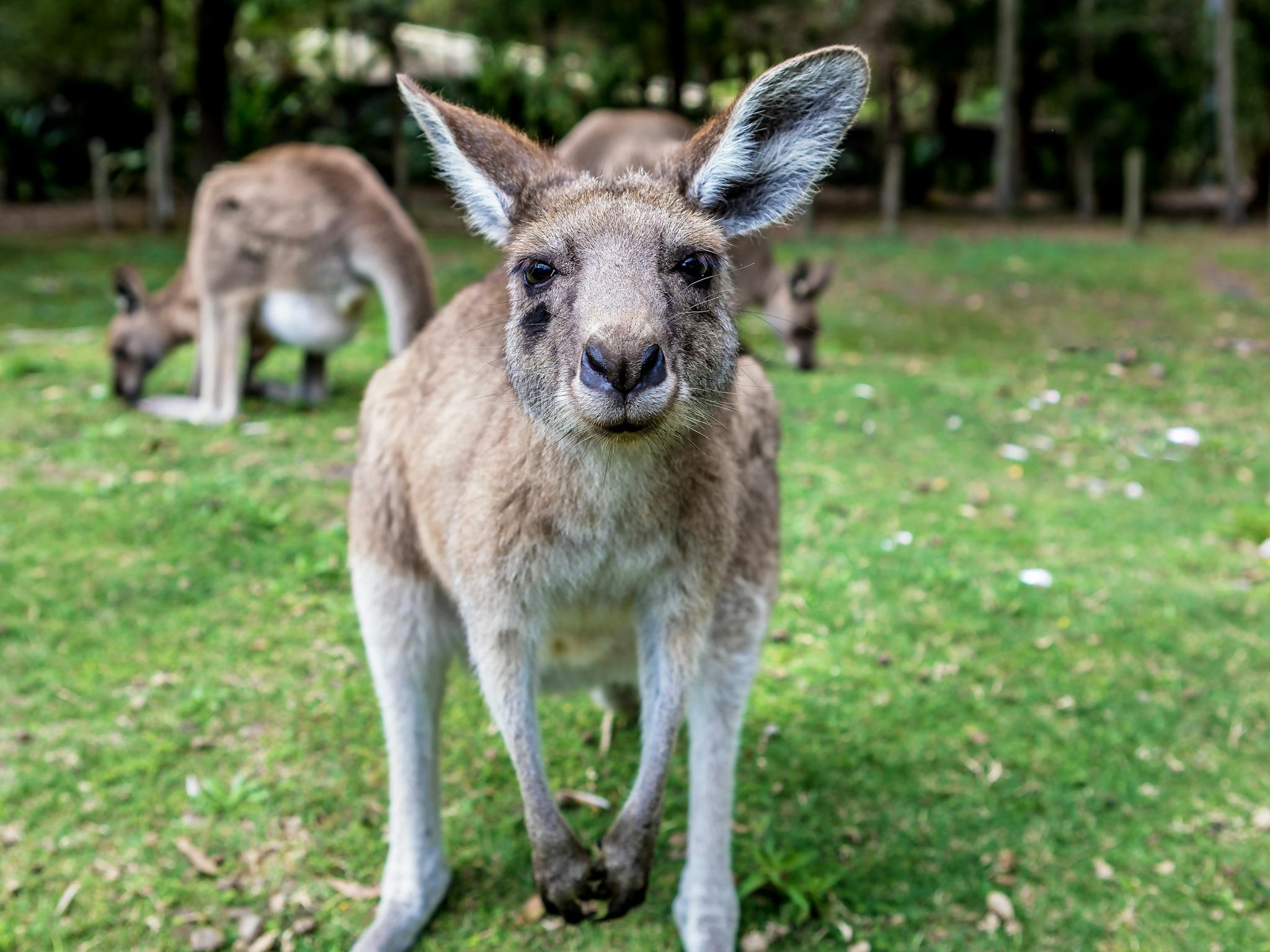Kangaroo looking toward the camera