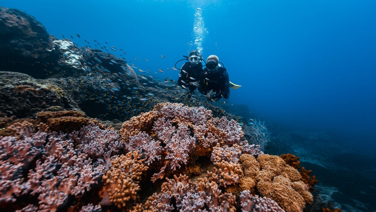 Dive Keppel Bay, Southern Great Barrier Reef