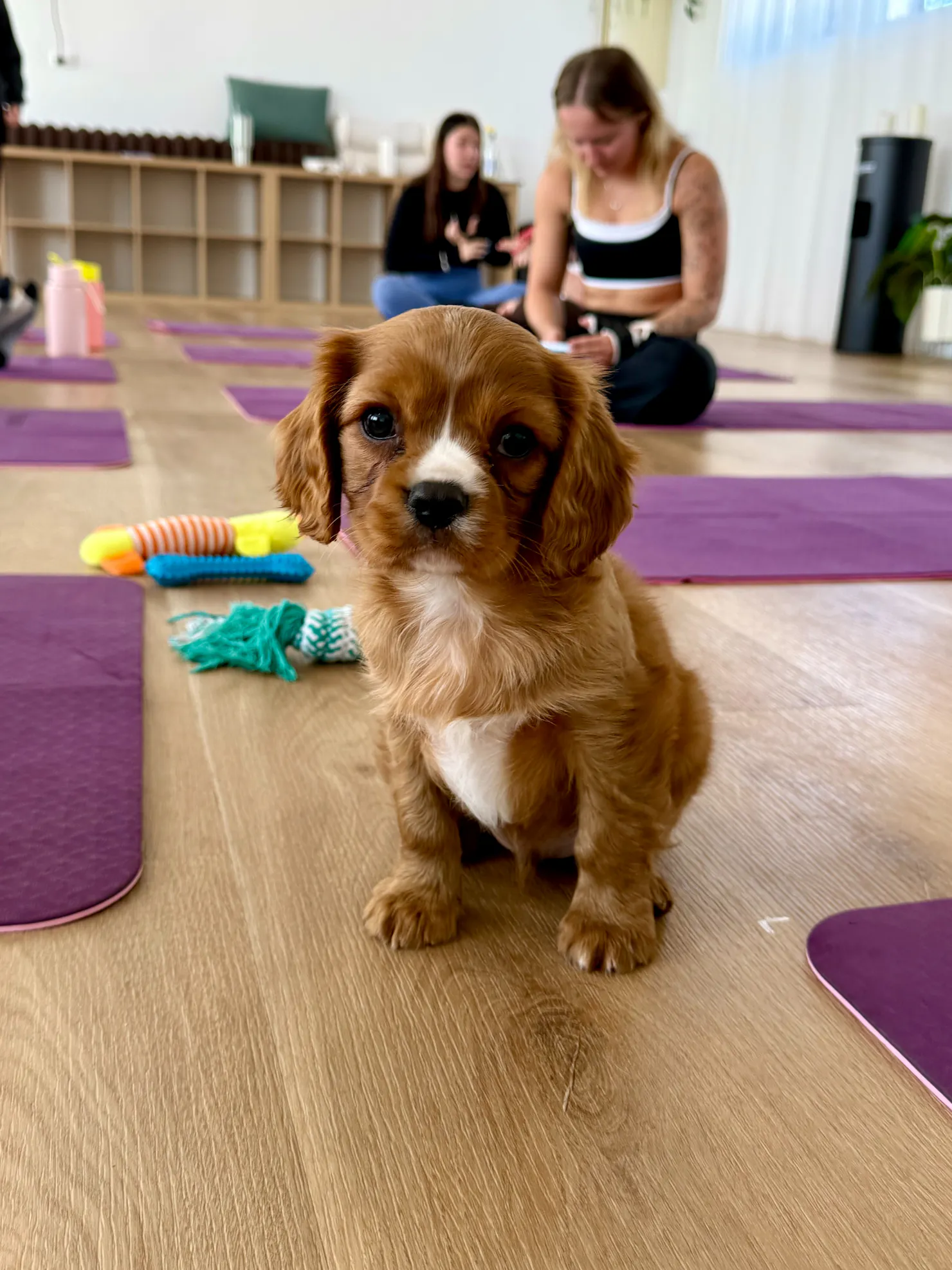 A brown puppy sits on the wooden studio floor between purple mats at a Sunshine Coast session.