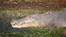 Crocodile Head