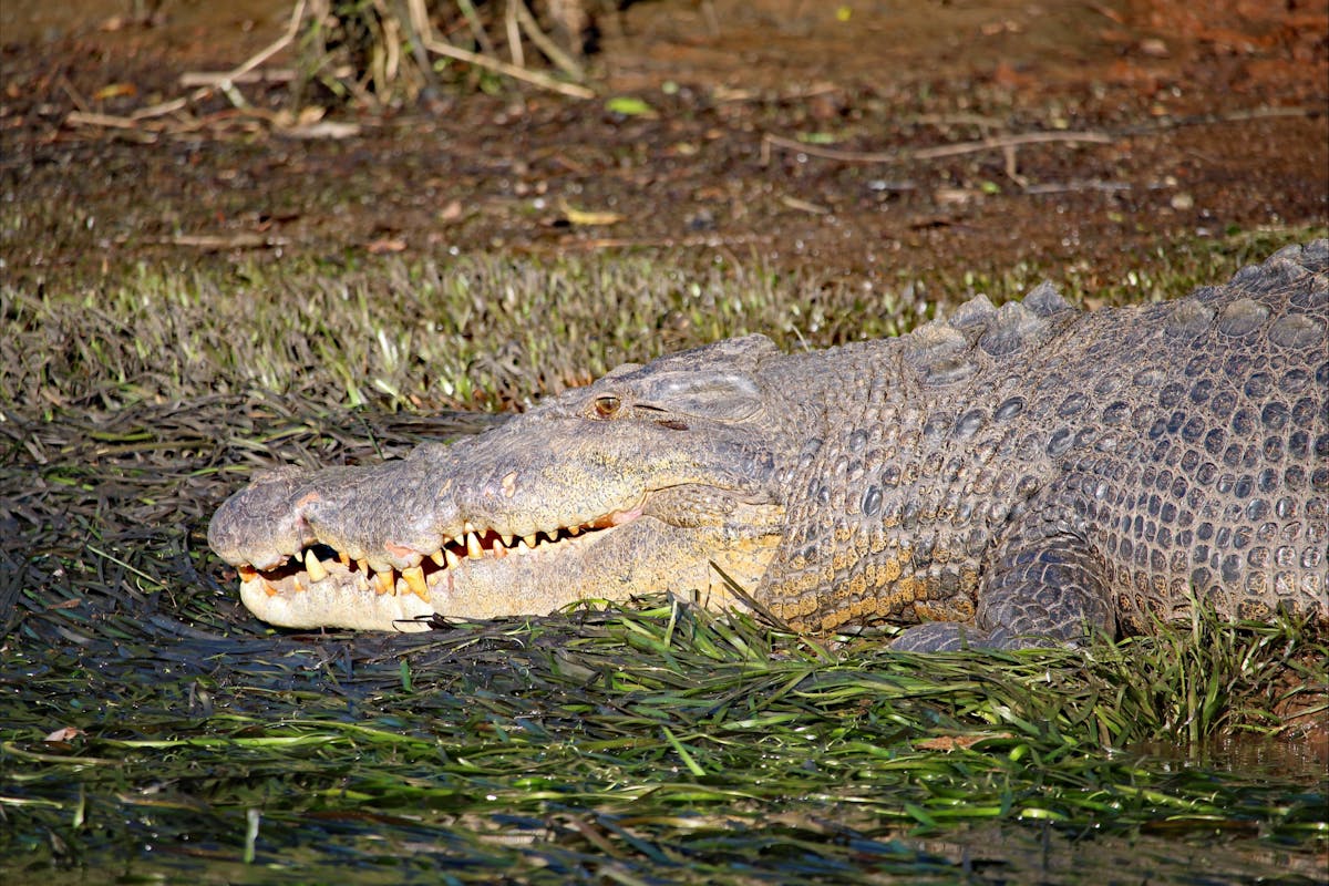 Crocodile Head