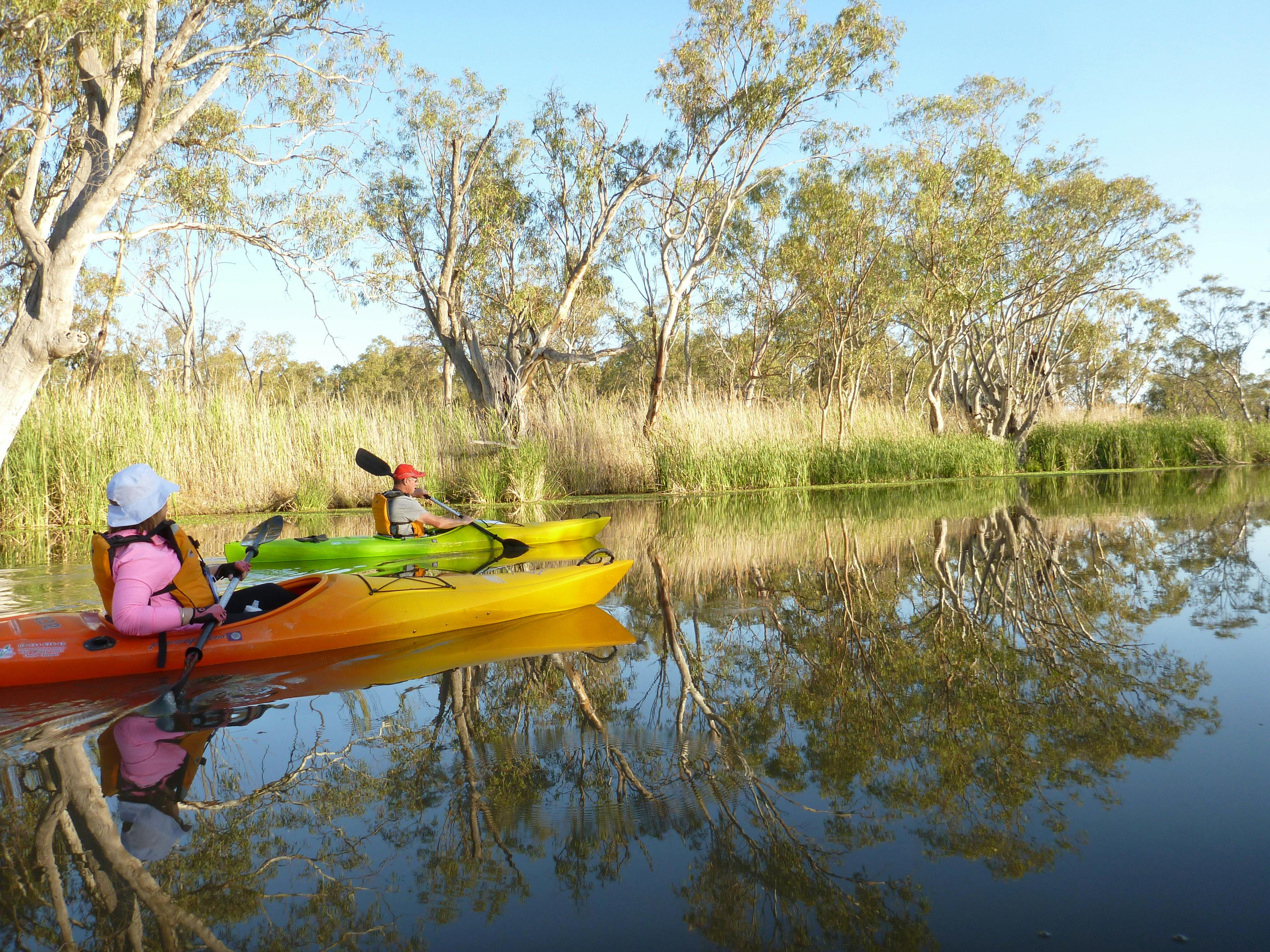 Rakali, kangaroo, pelicans, cormorants,  sponbill?  What will be around the next corner?