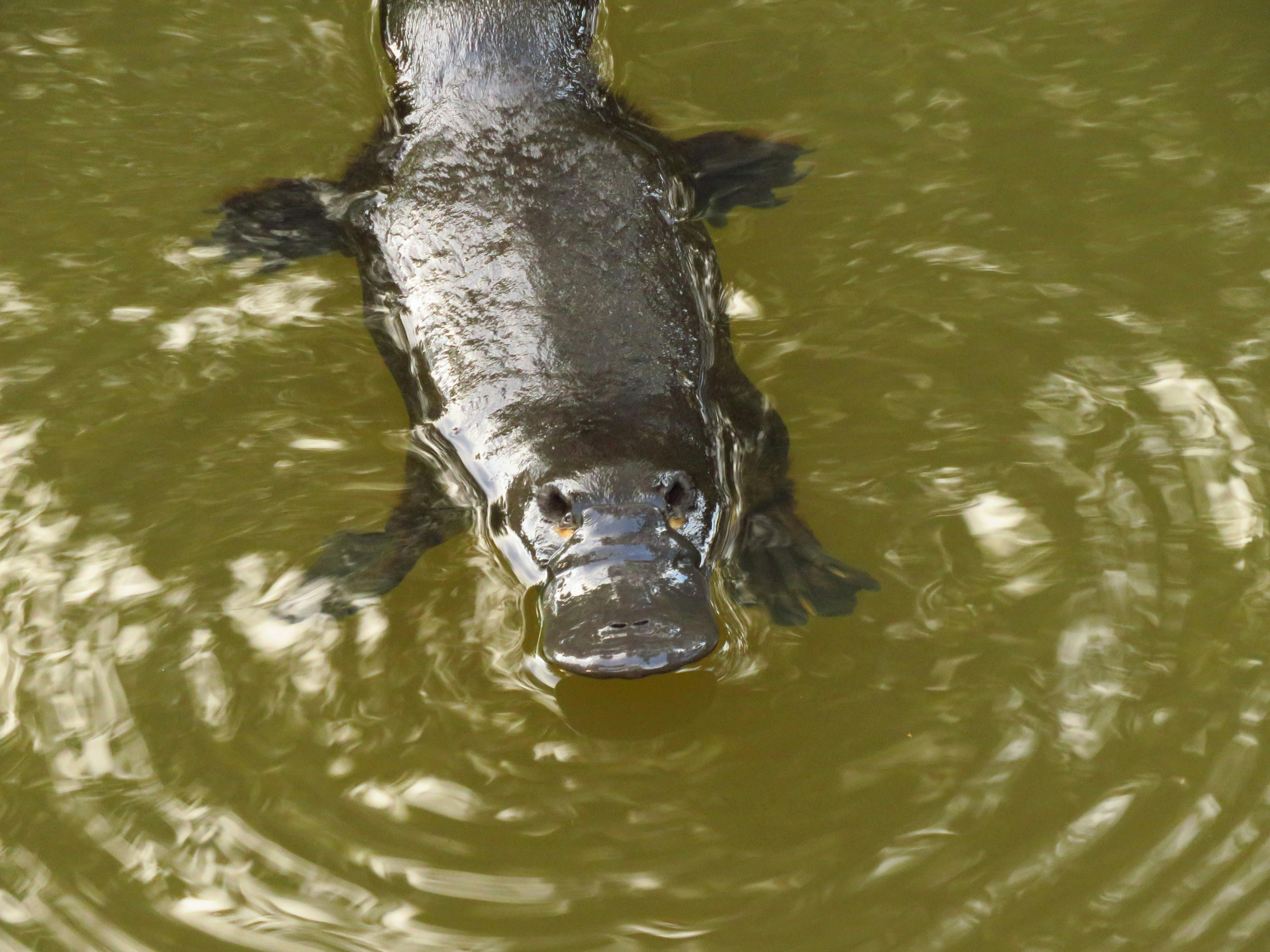 Platypus peeking out of the water