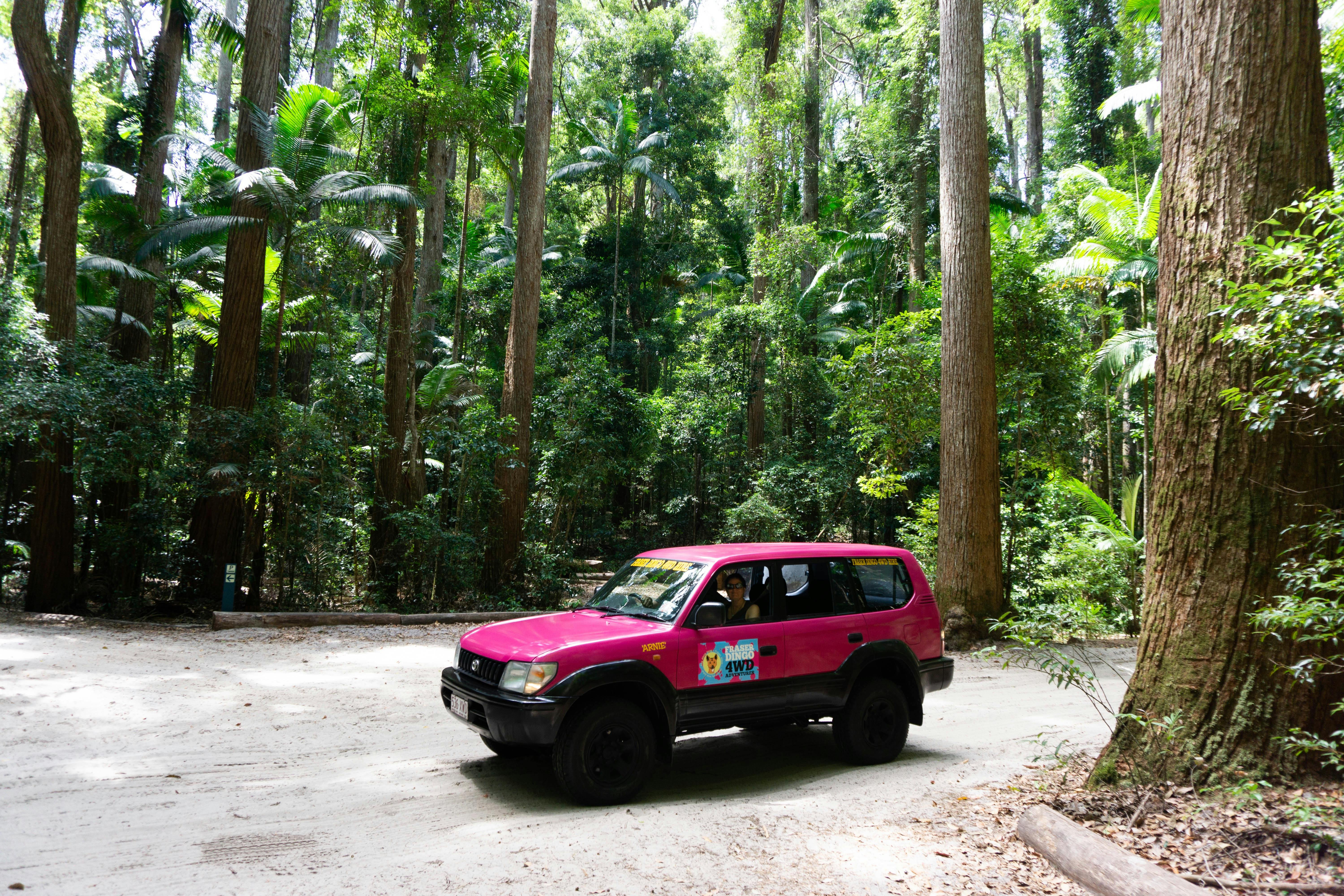 Pile Valley Fraser Island