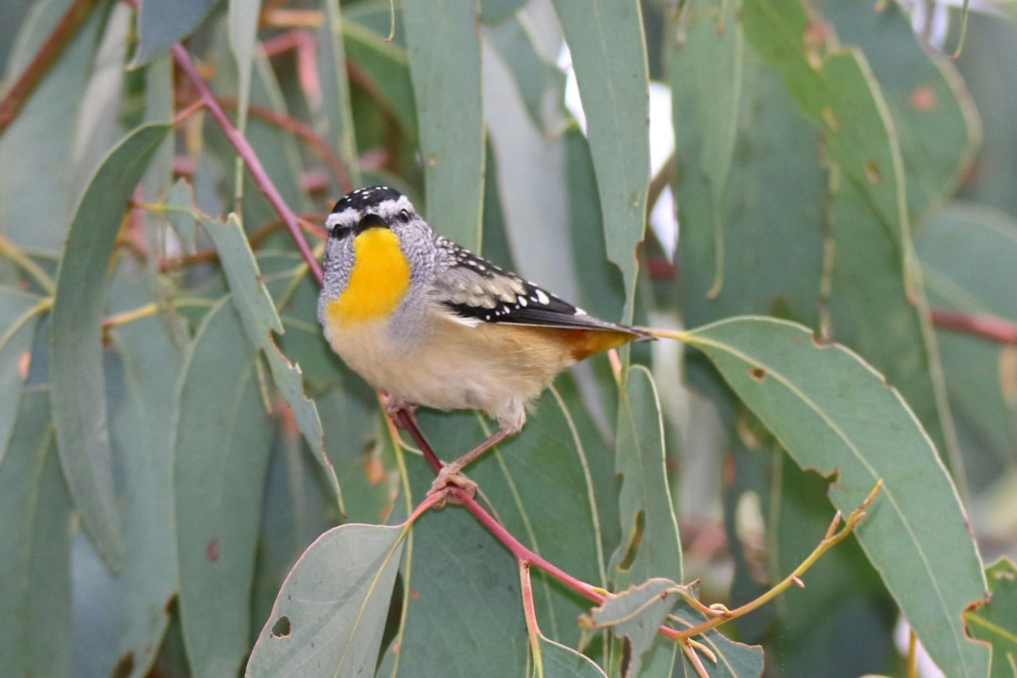 Spotted Pardalote