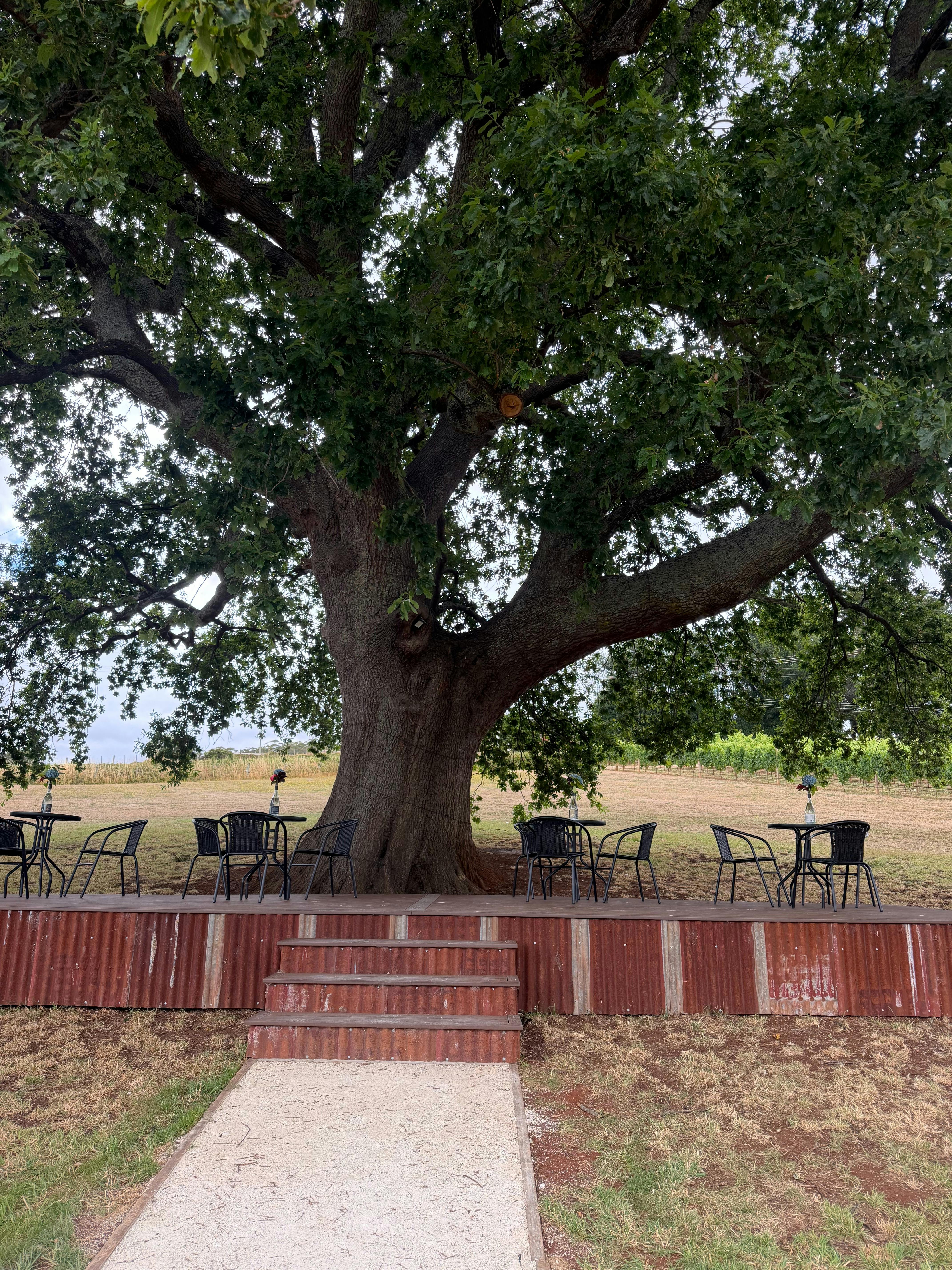200 + year old White English Oak Tree View