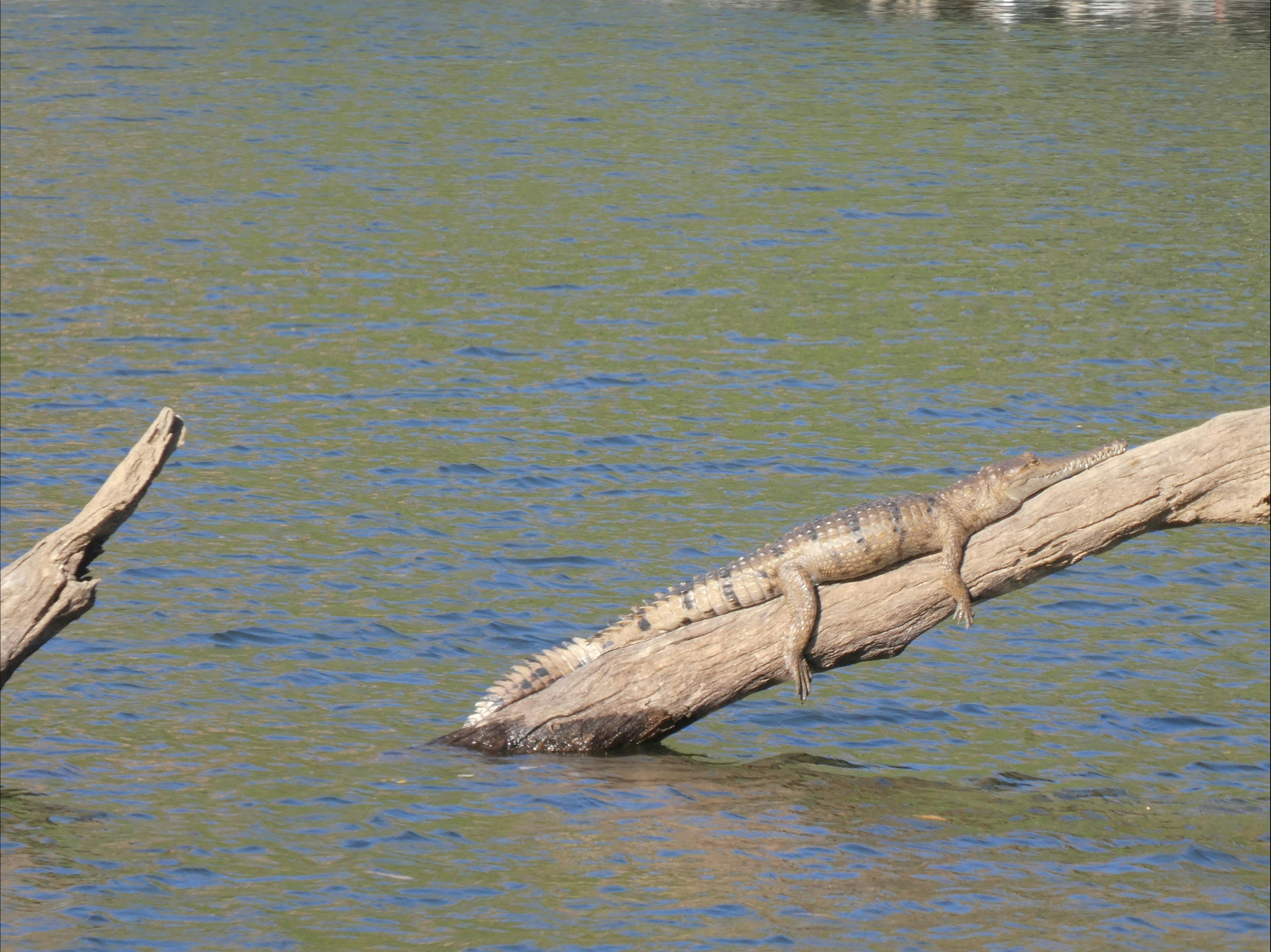 a freshwater crocodile is lying on a big branch, with its legs hanging off on the site
