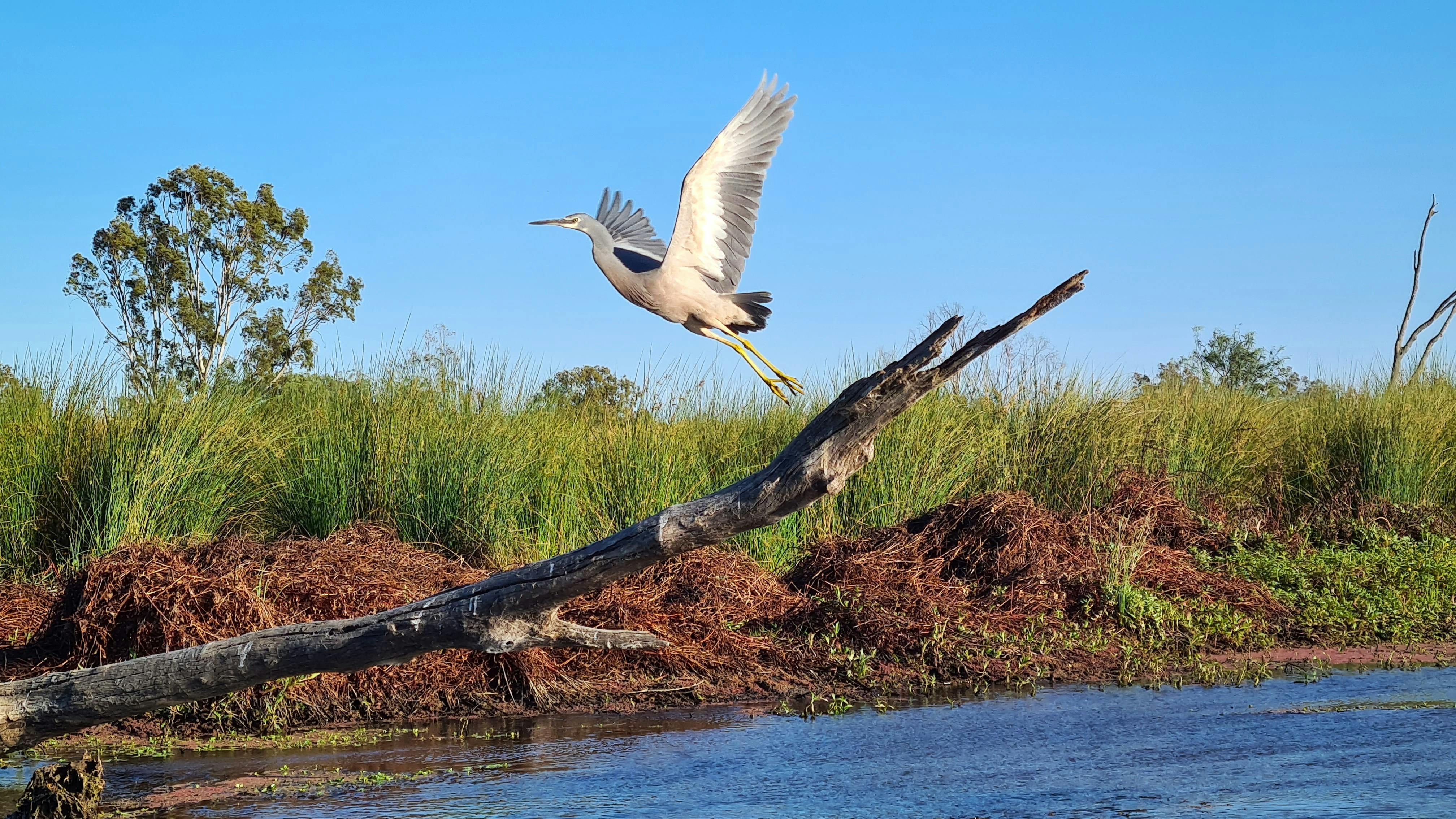 湿地の丸太からオオサギが空へ飛び立っています