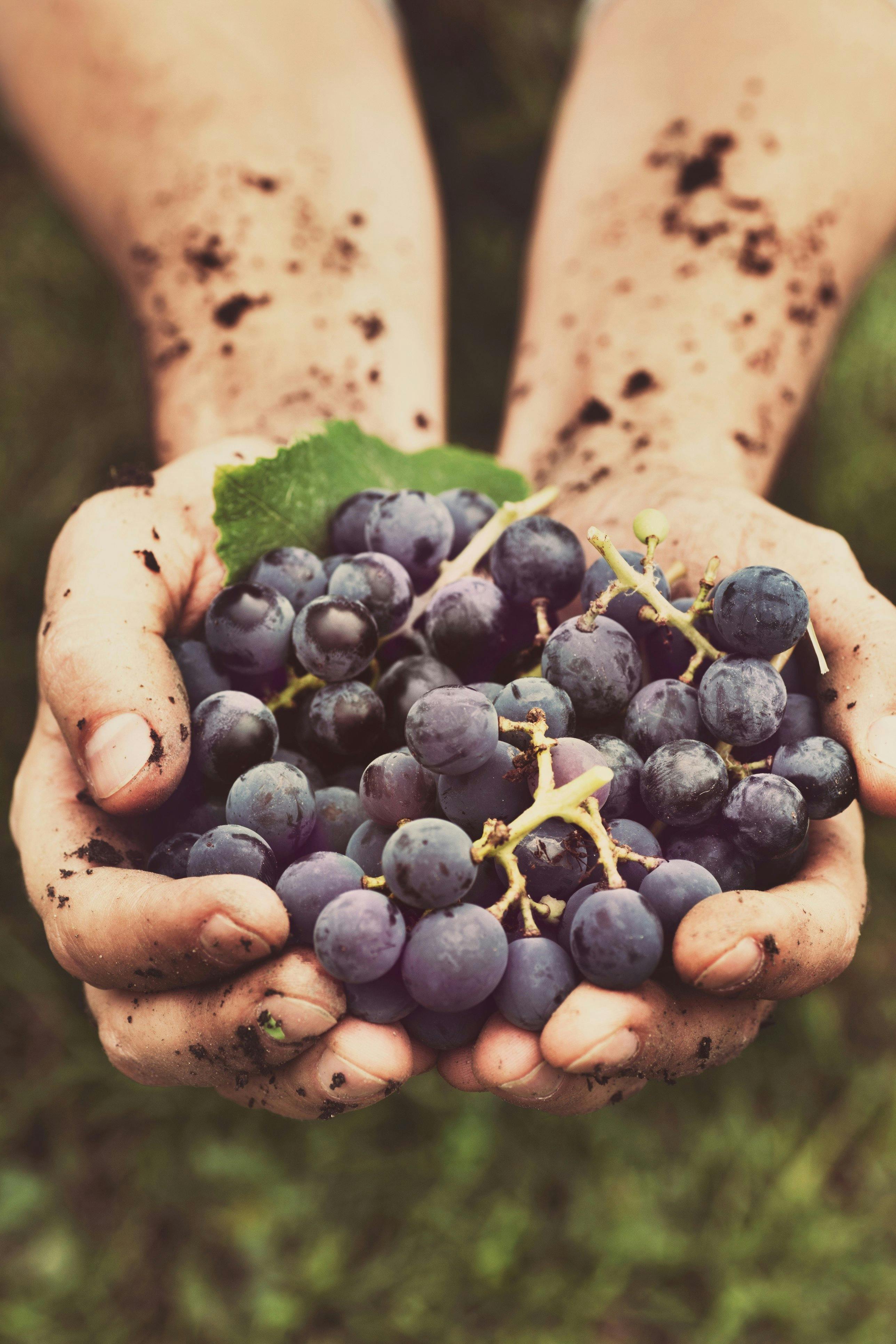 Vintage hand picked grapes