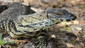 Monitor Lizard, Freshwater Park