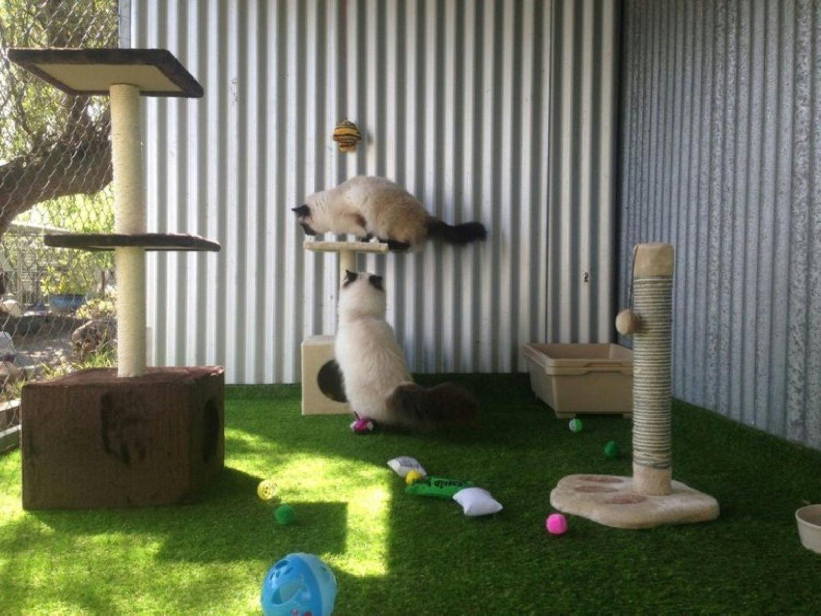 Plumtree Kennels and Cattery