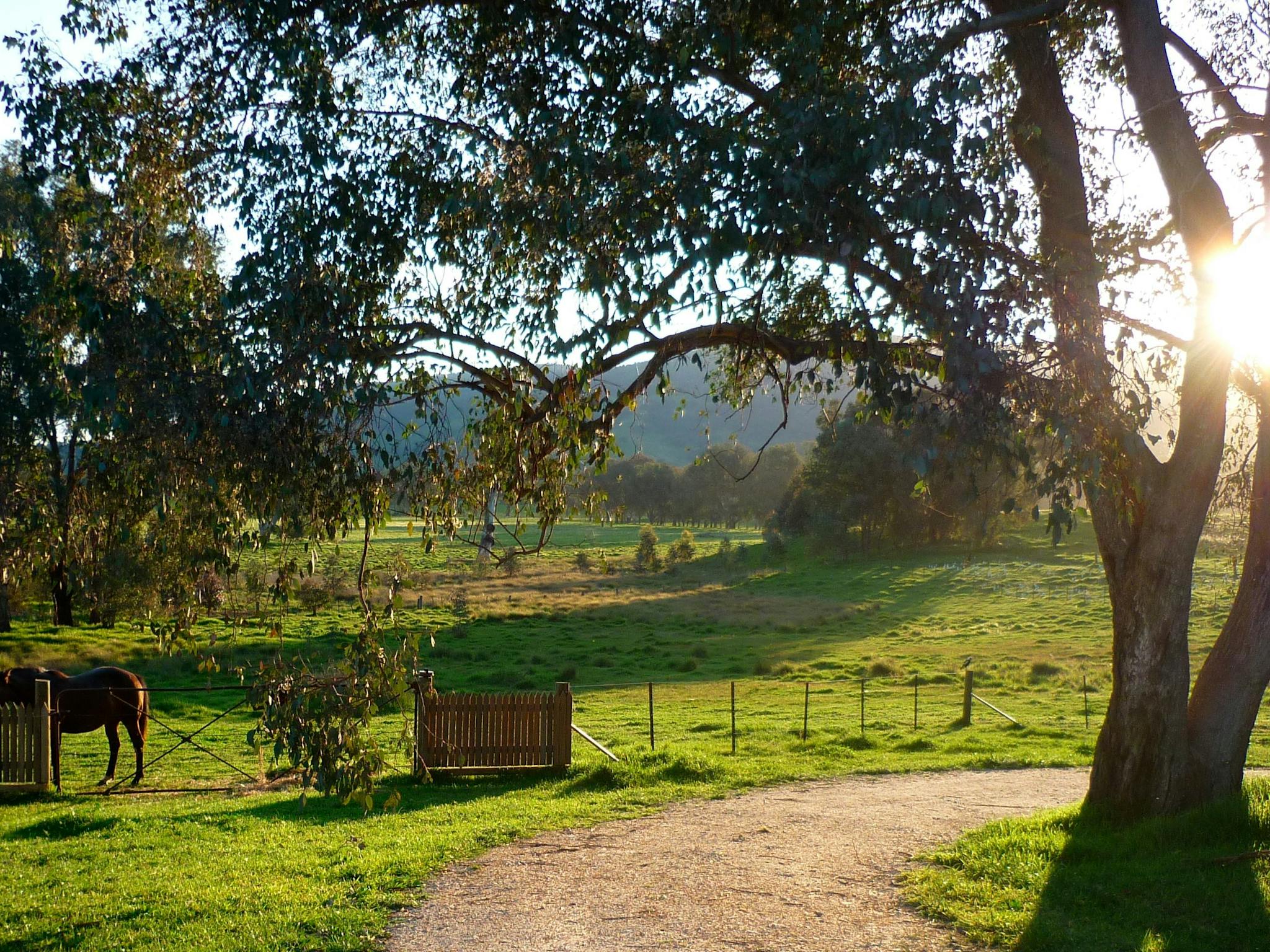 Lottie's Cottage driveway