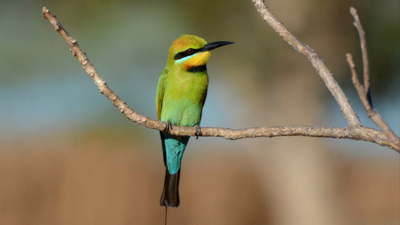 Rainbow Bee-eaters are in Perth in spring and summer.