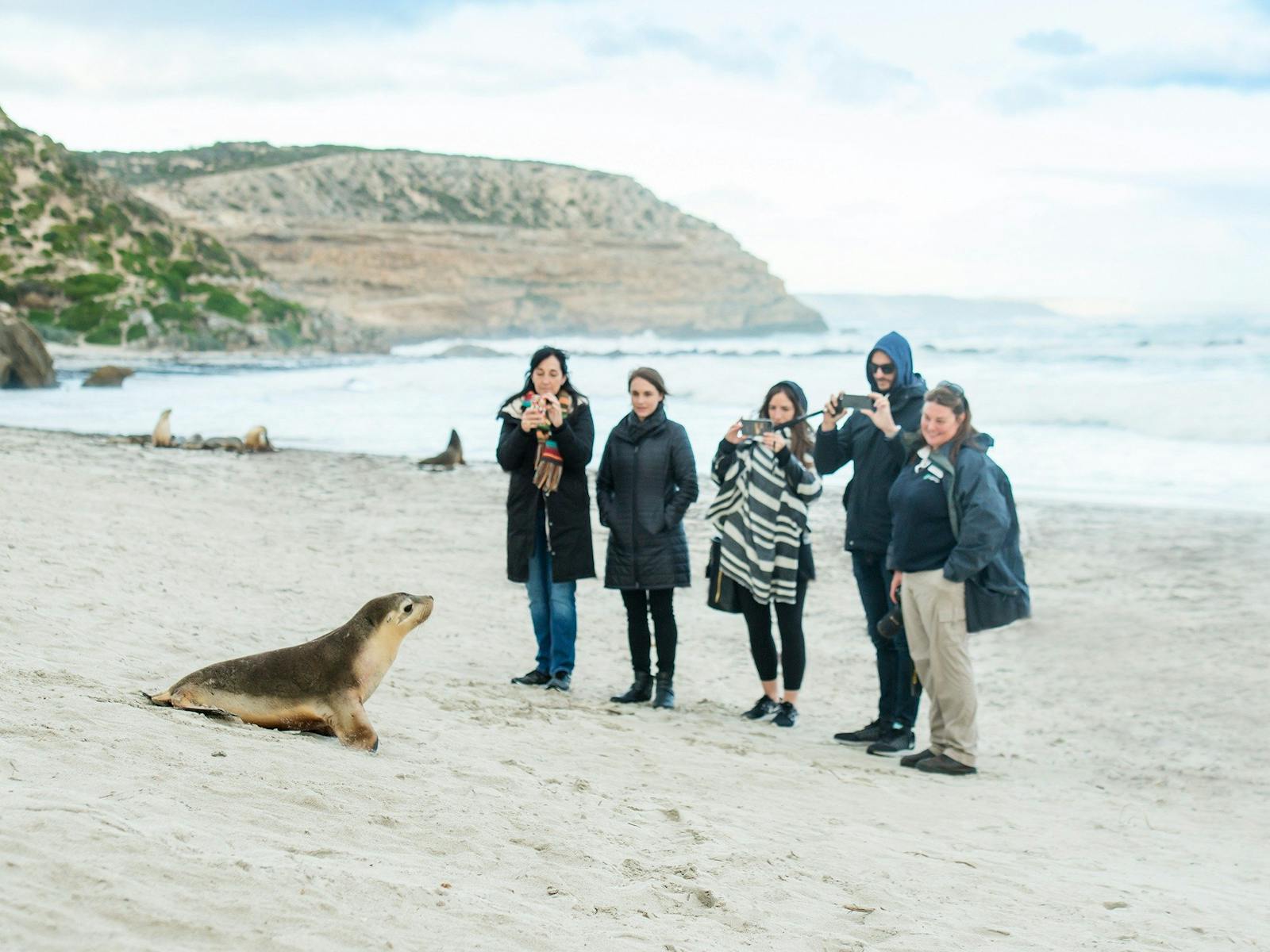kangaroo island sealink tours