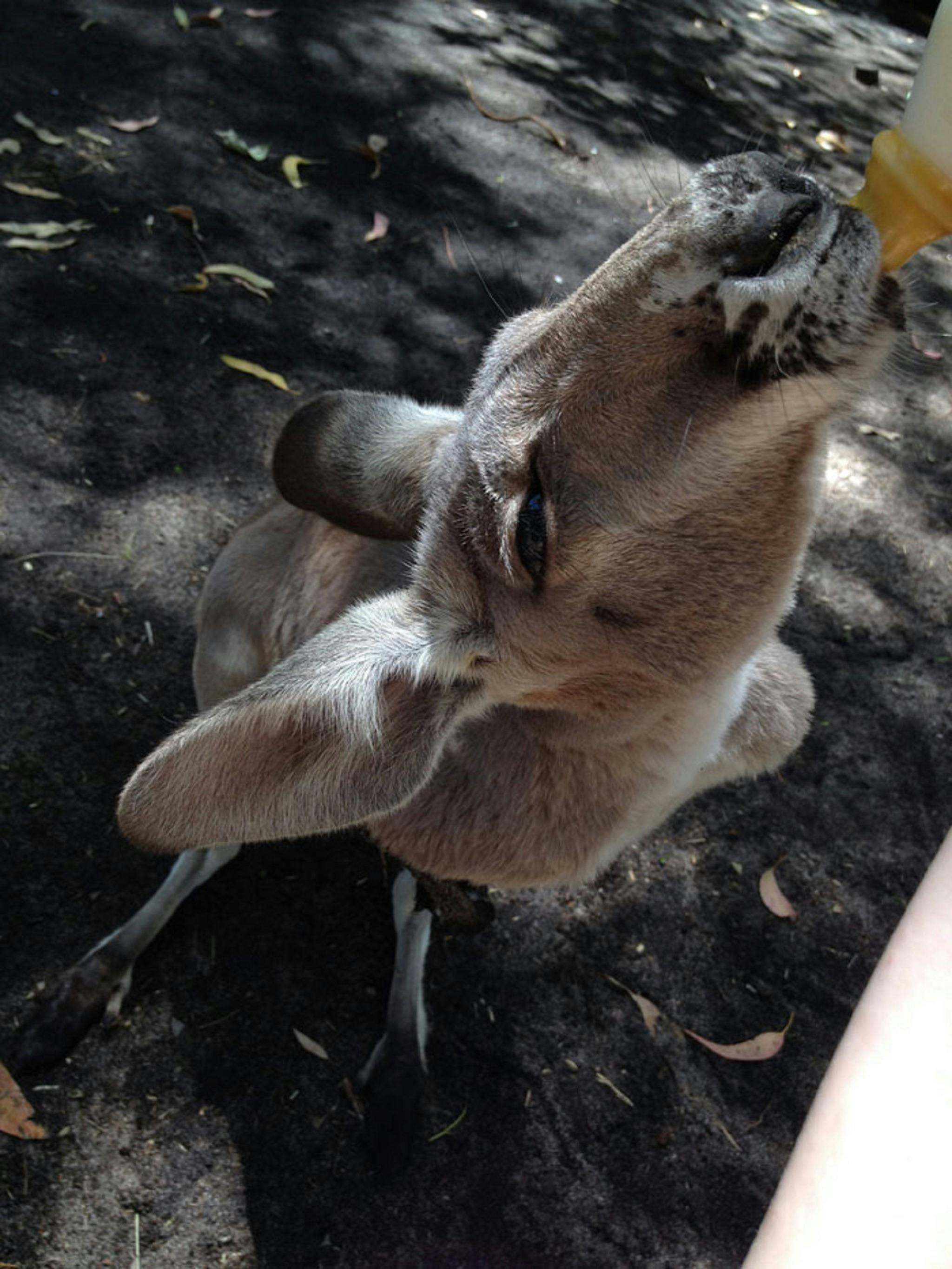 Kangaroo, Peel Zoo, Western Australia