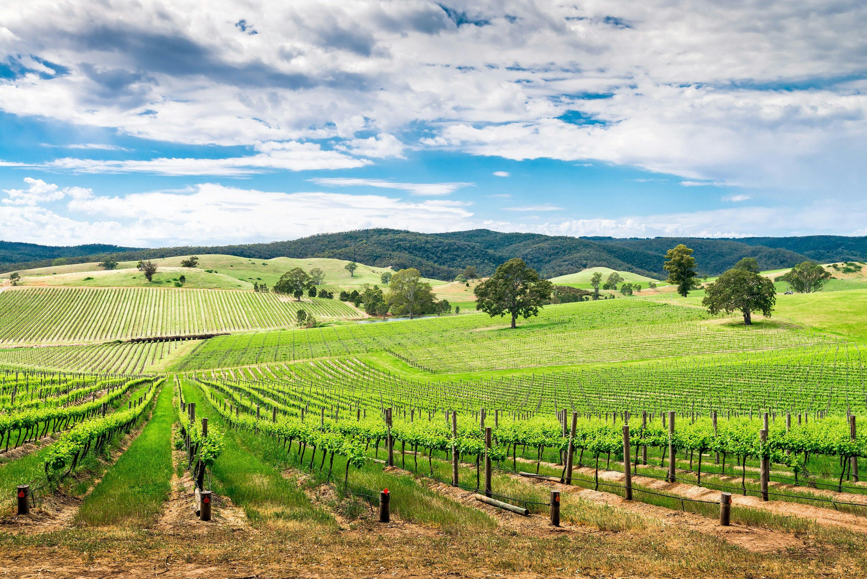 Stunning wine tours, throughout Tasmania.