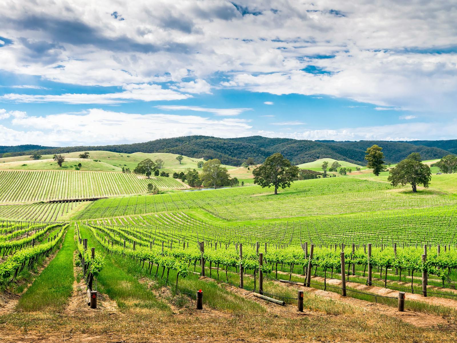 Stunning wine tours, throughout Tasmania.