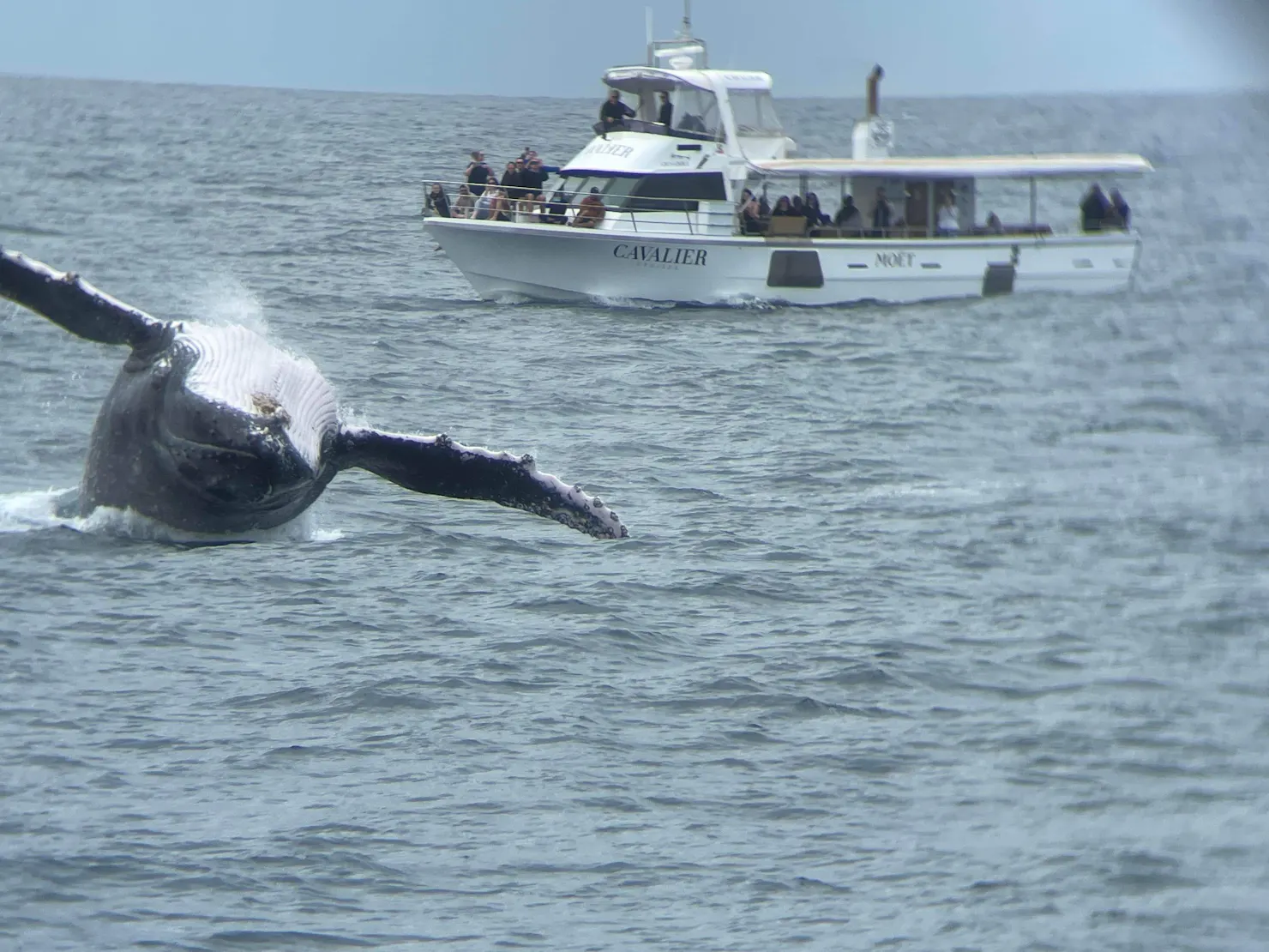 Humpback Whales